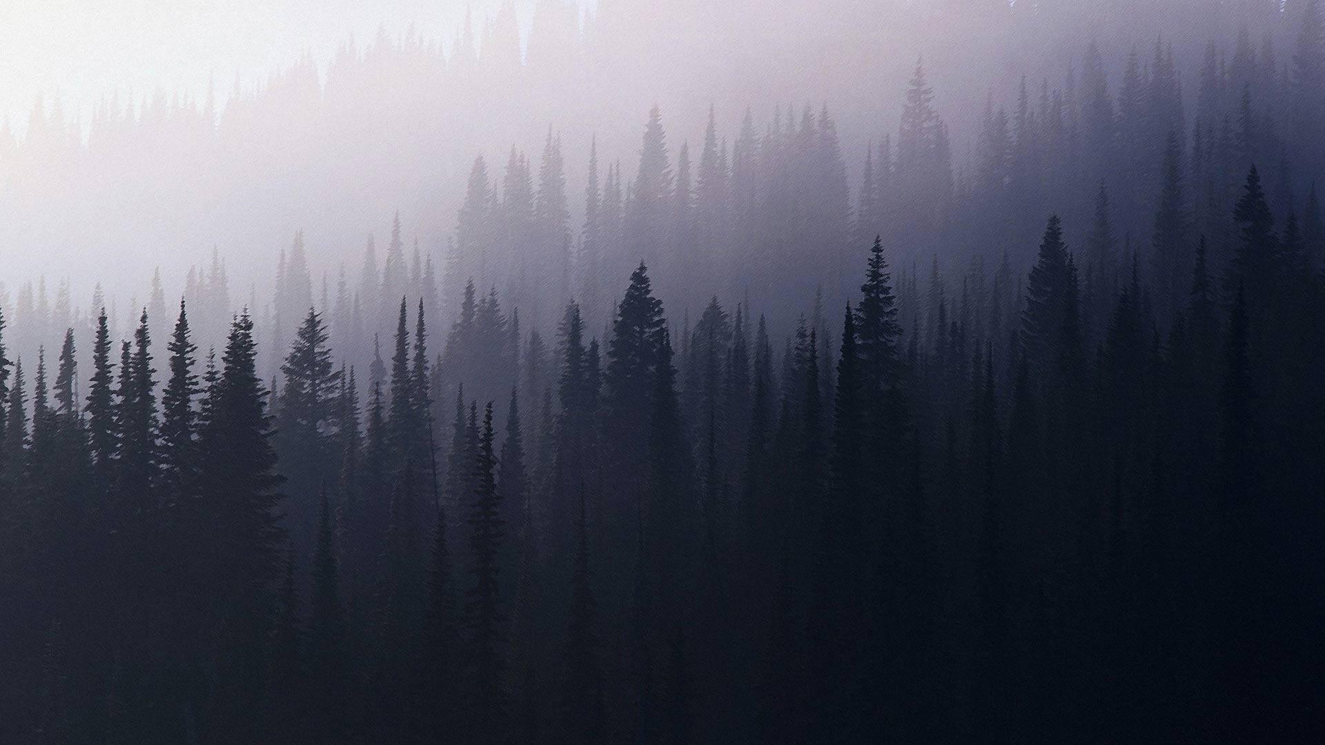 tumblr backgrounds forest