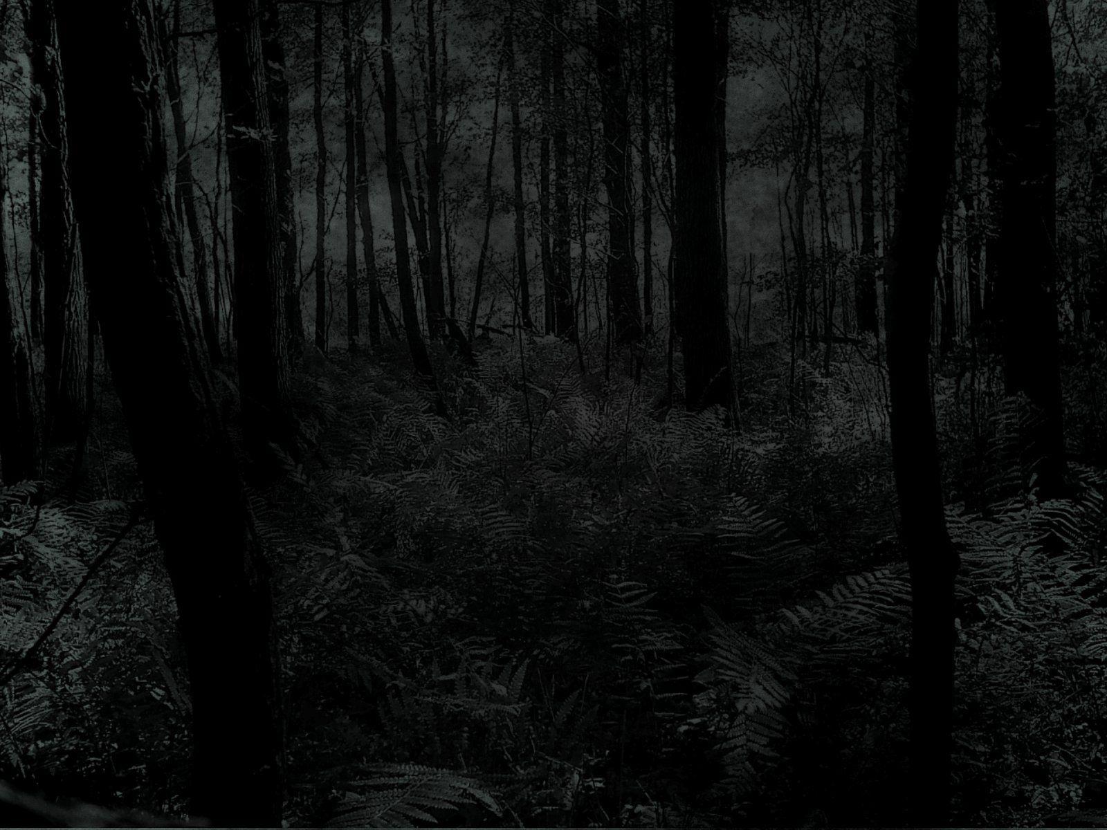 1600x1200 Scary Forest Phone Wallpaper. Beautiful Forest Wallpaper, Amazing Forest Wallpaper and Fall Forest Wallpaper