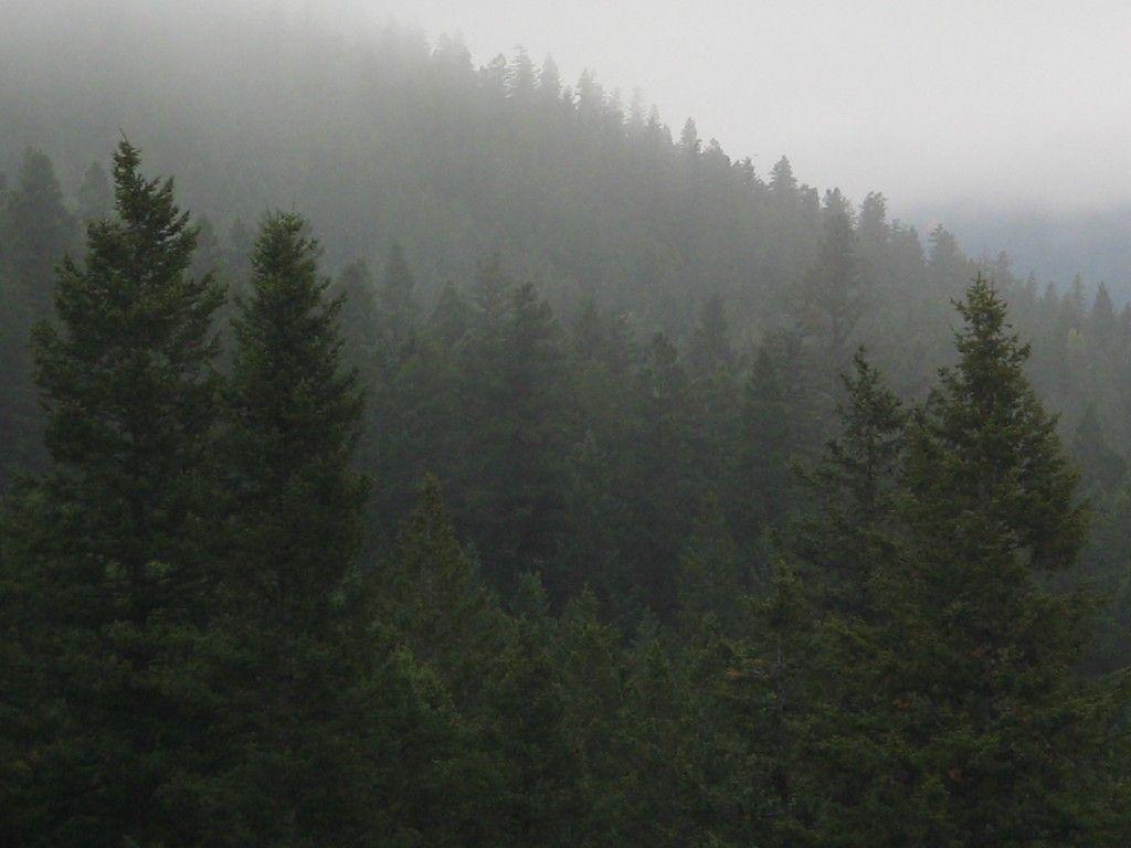 1024x768 Foggy Forest Wallpaper