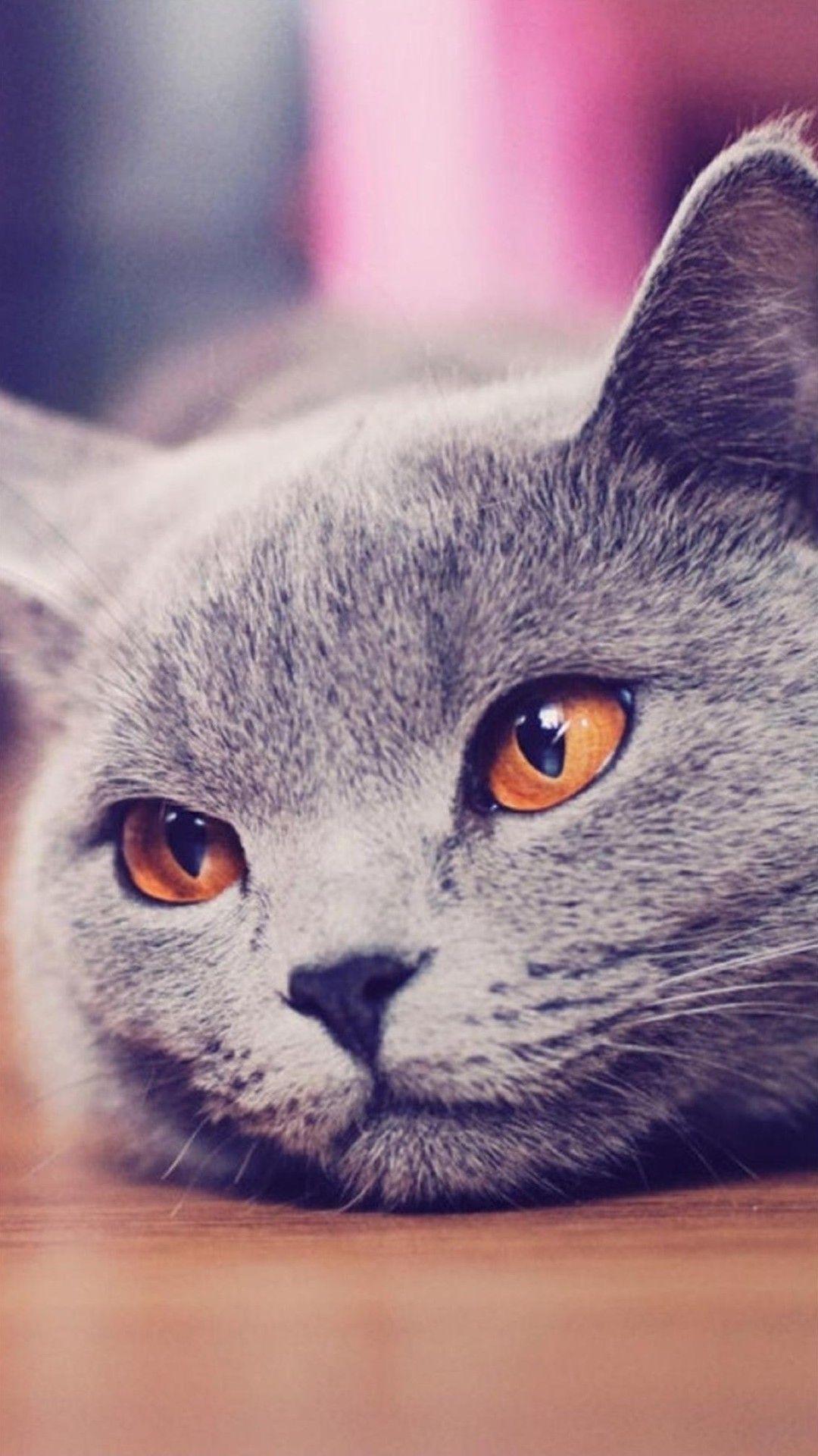 Swag Cat Wallpapers Top Free Swag Cat Backgrounds WallpaperAccess