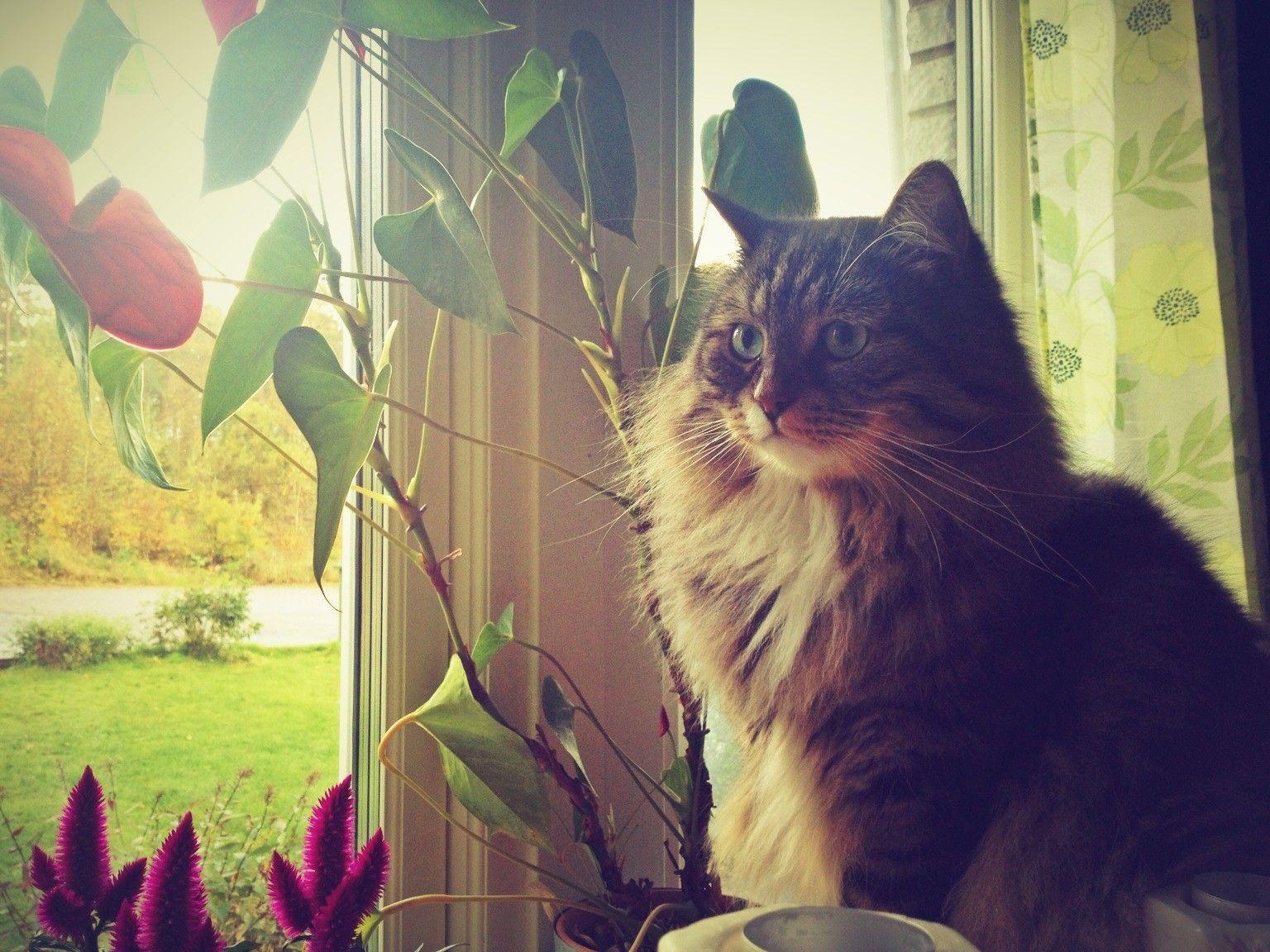 Swag Cat Wallpapers Top Free Swag Cat Backgrounds WallpaperAccess