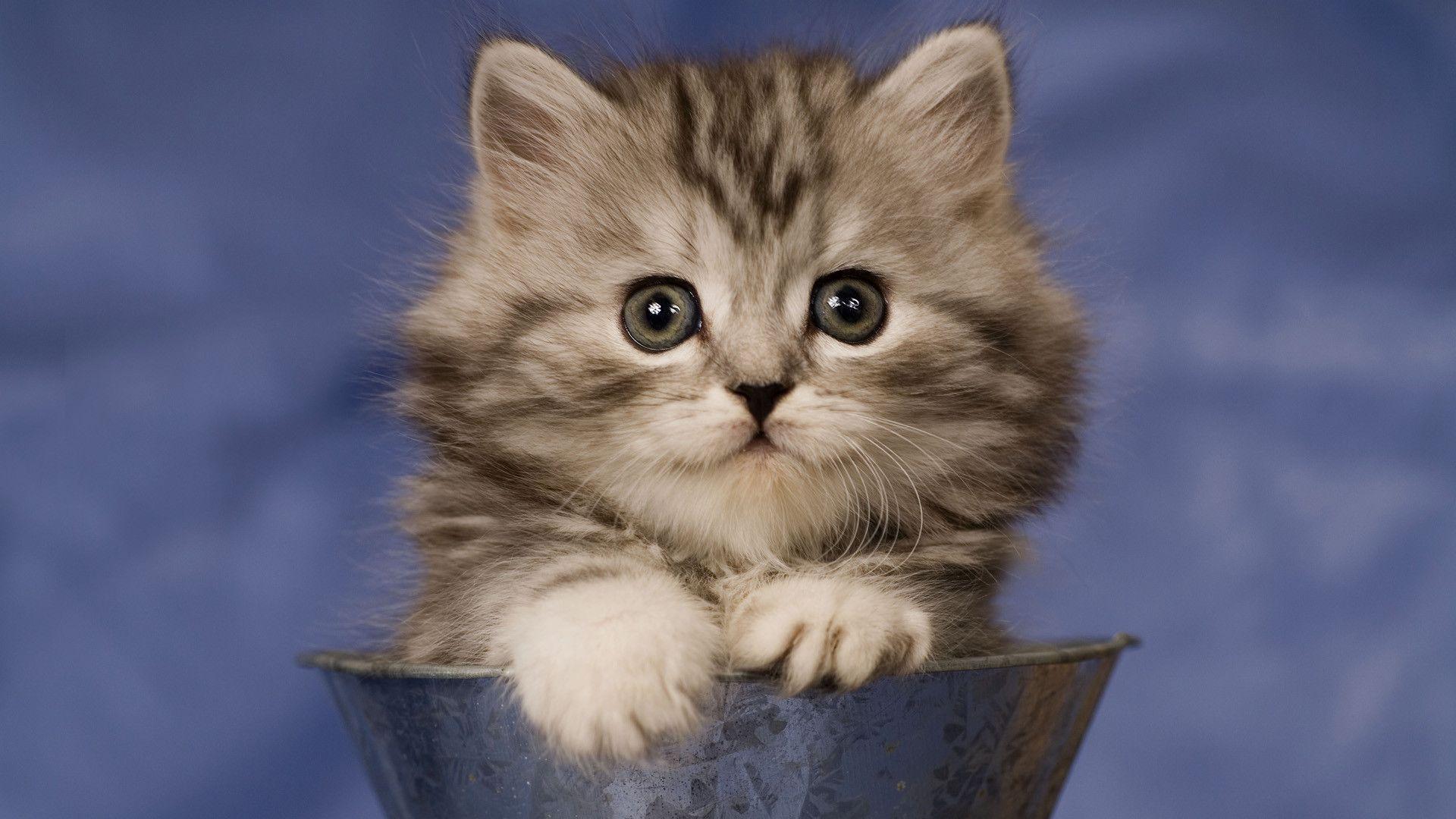 1920x1080 Cat Wallpaper