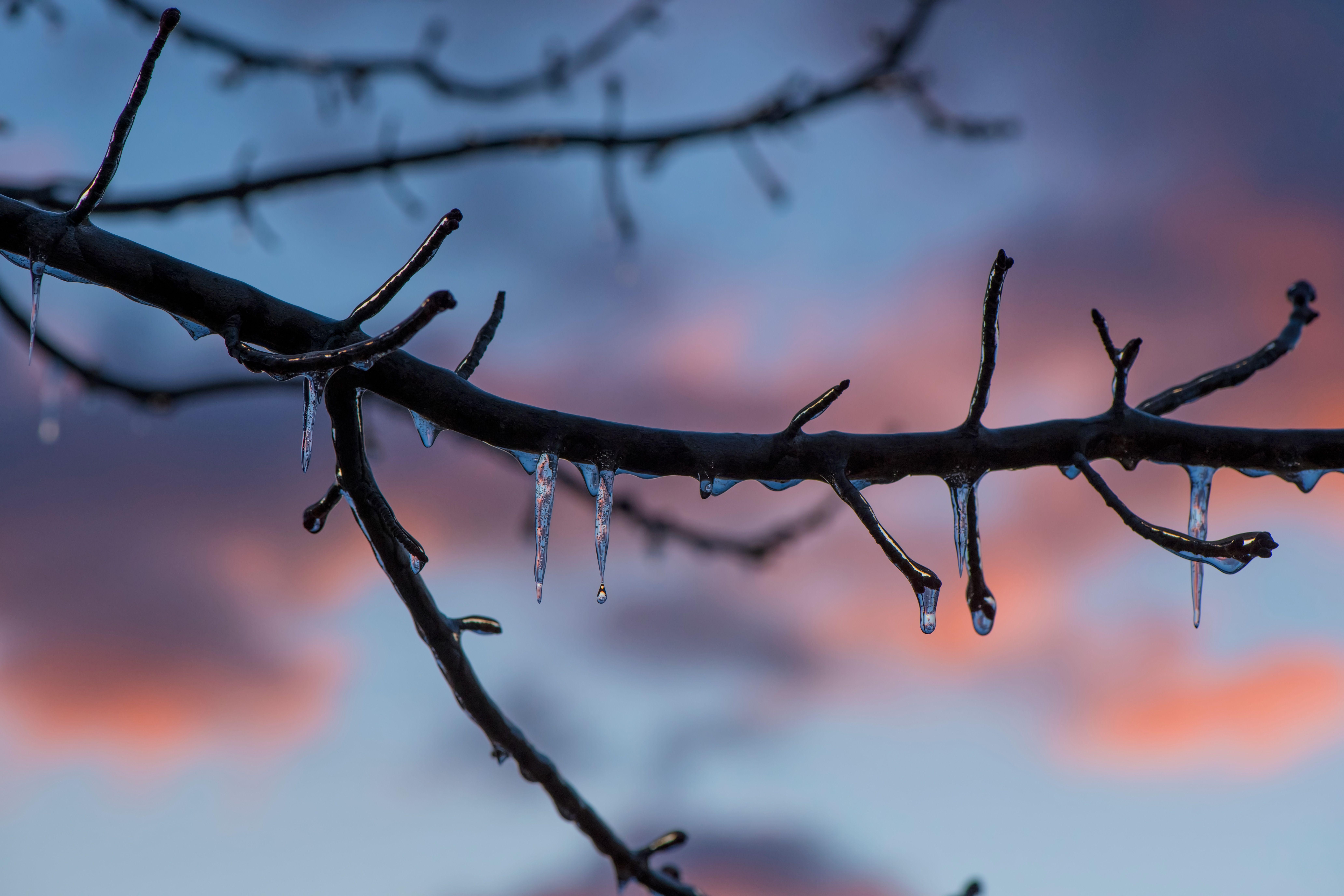 8256x5504 Frozen Ice Melting On Tree Branch 8k 8k HD 4k Wallpaper, Image, Background, Photo and Picture