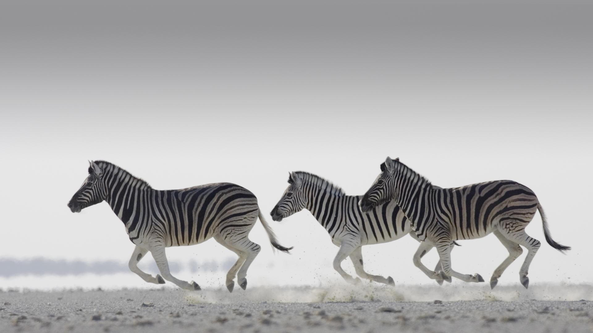 1920x1080 zebra drawing Computer Wallpaper, Desktop Background 1920x1080