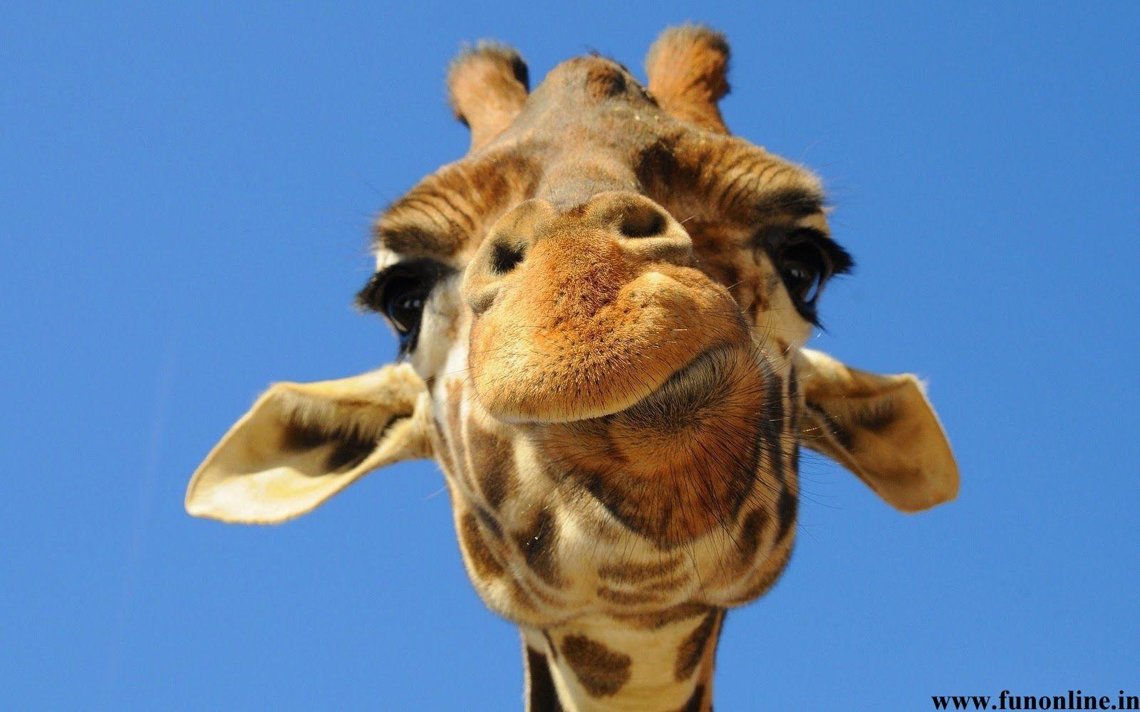 1600x1000 Giraffe Making Funny Face 20141002100658 542d23c27a9e9. Willott