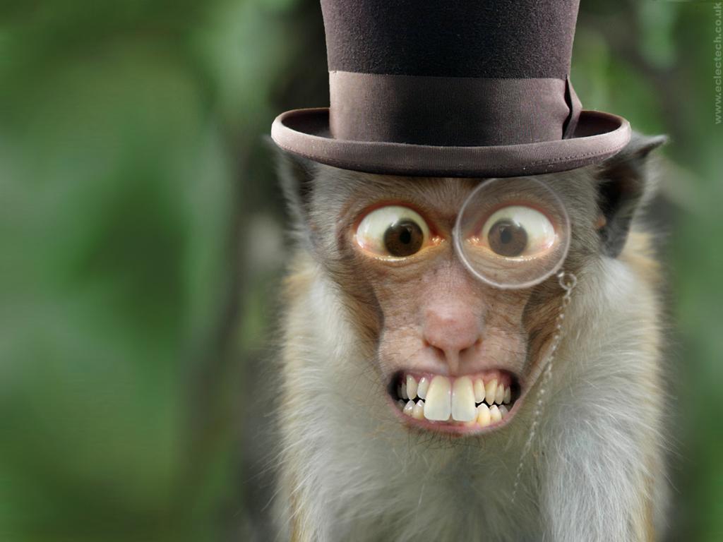 1024x768 Monkey Wallpaper. Funny Monkey Wallpaper, Monkey Emoji Wallpaper and Girly Monkey Wallpaper
