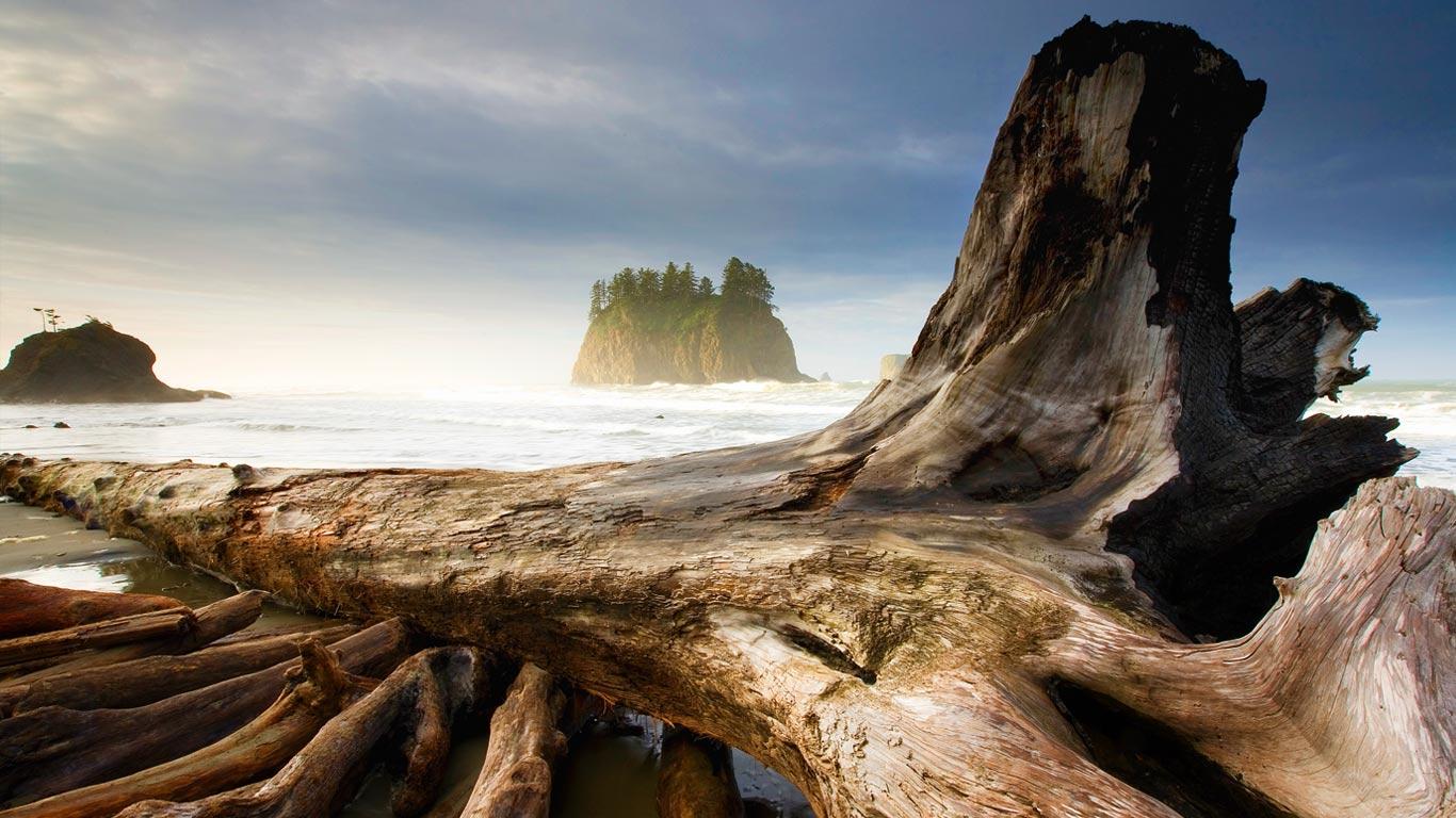 1366x768 Washington Coast Restoration Initiative Nature Conservancy in Washington