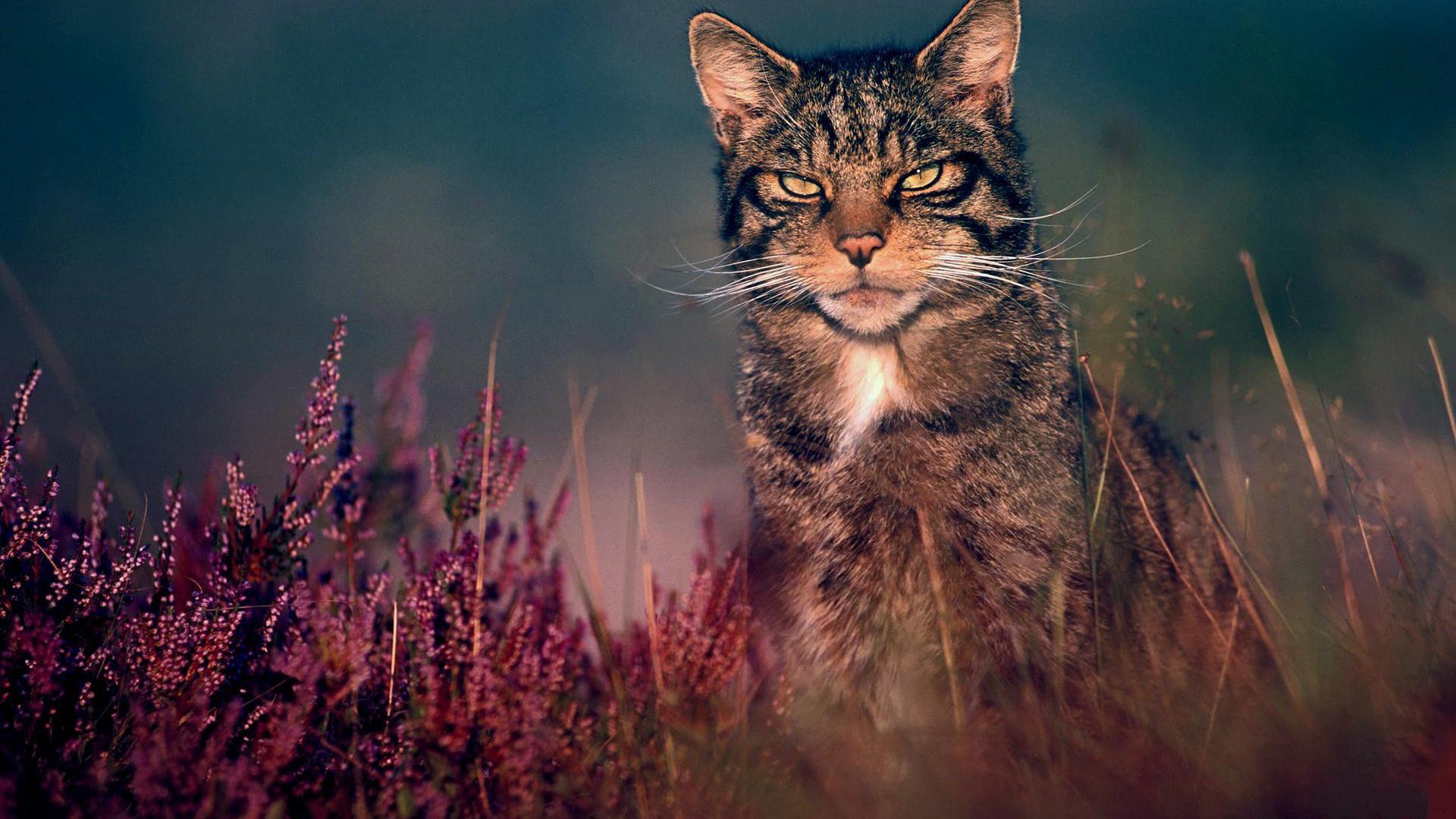 1920x1080 Wild Cat Wallpaper