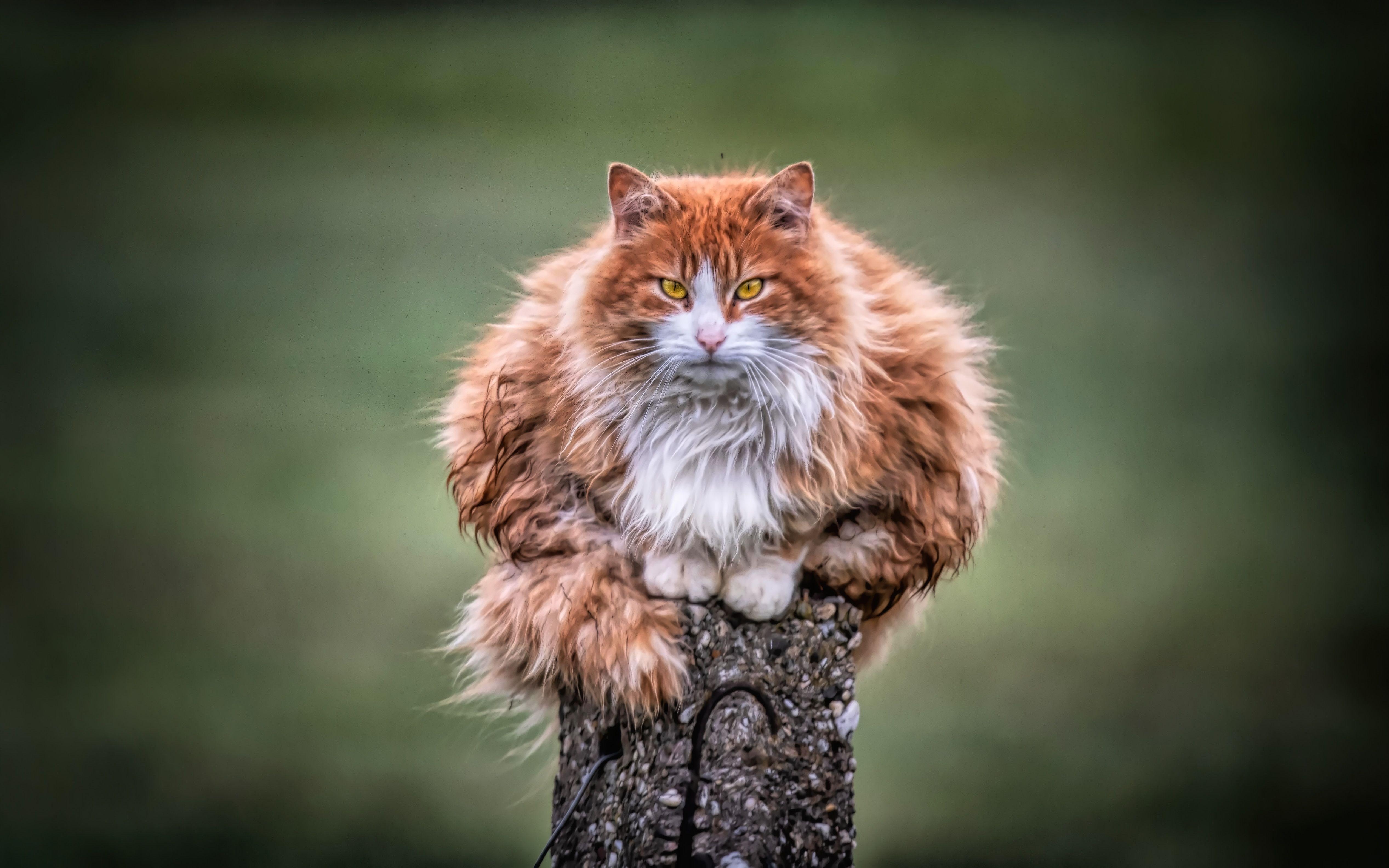 5069x3168 Wild Cat 4k 1366x768 Resolution HD 4k Wallpaper, Image, Background, Photo and Picture