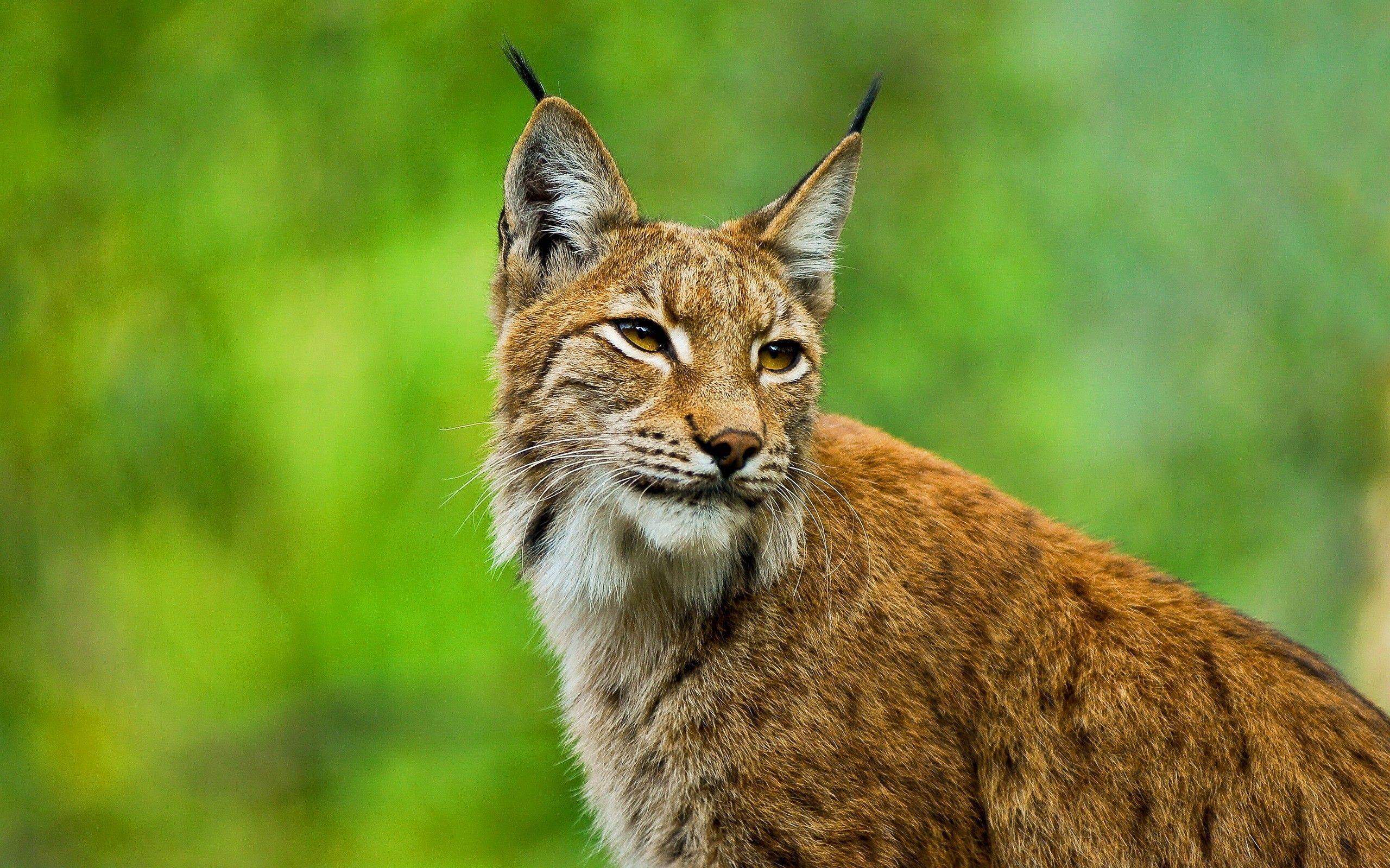2560x1599 Wildcat wallpaper, Animal, HQ Wildcat pictureK Wallpaper 2019