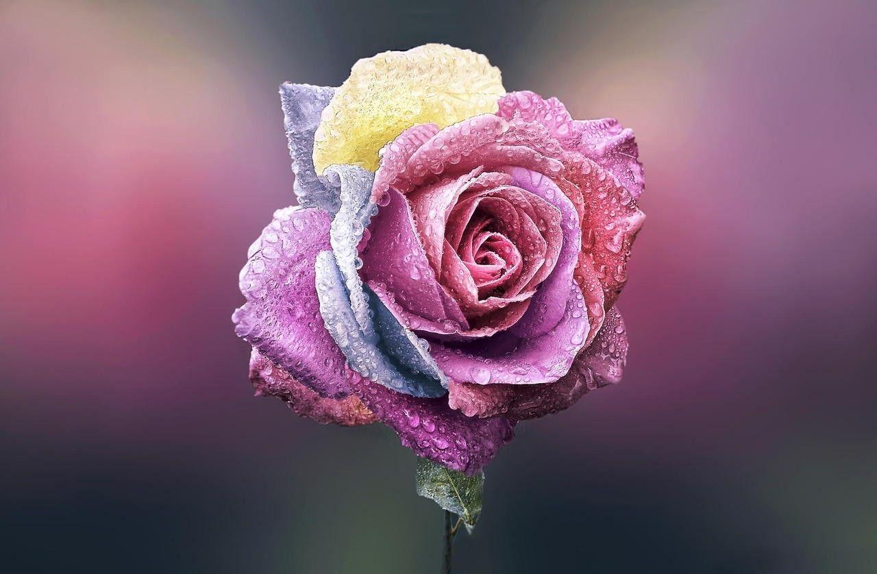 1280x838 Flowers: Unique Rose Pink Flower Beautifully Lovely Wallpaper HD 3D