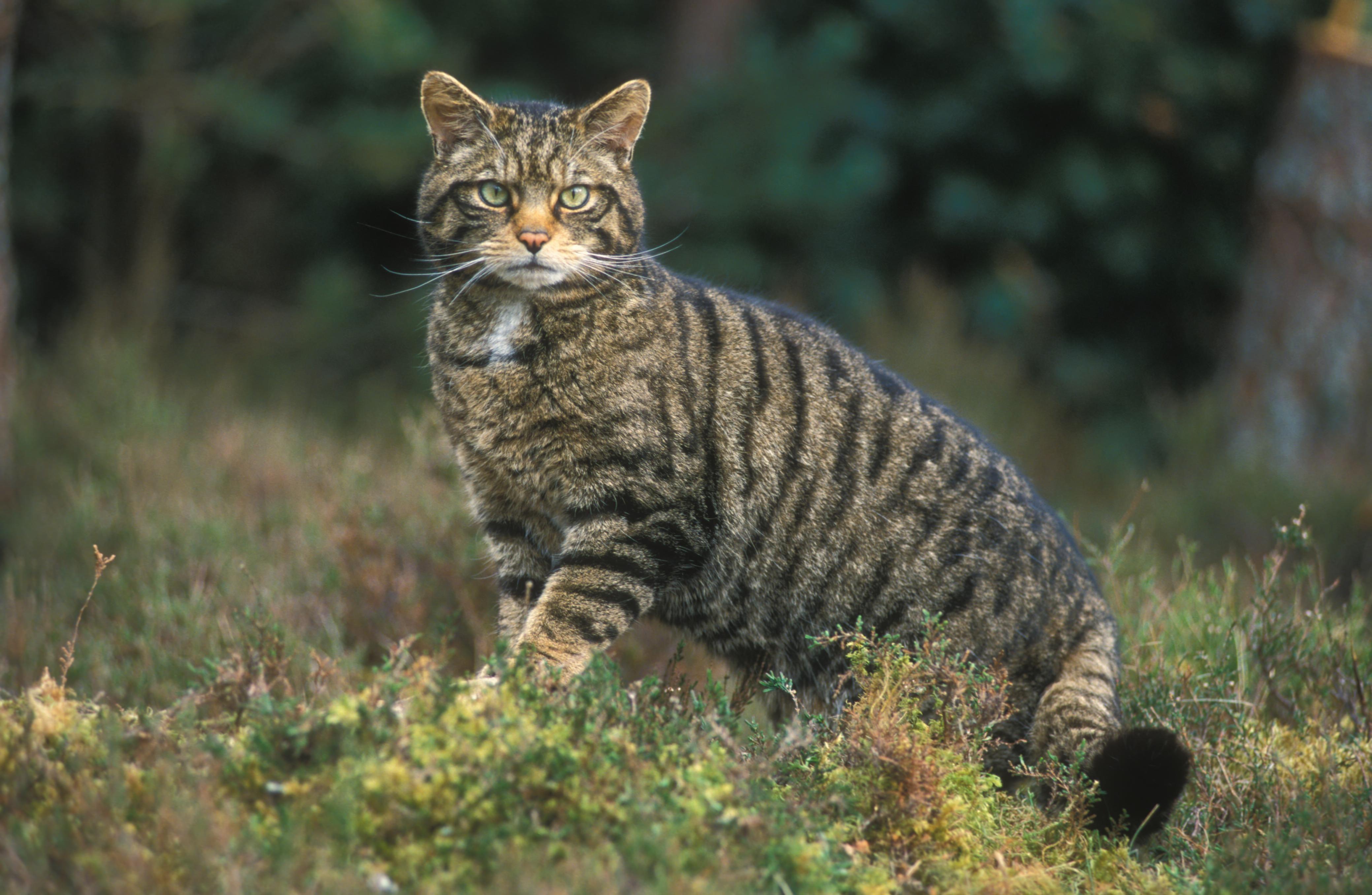 4158x2712 Scottish Wildcat Wallpaper