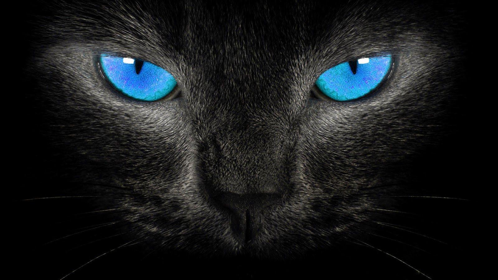 1600x900 Unique Cat Wallpaper HD