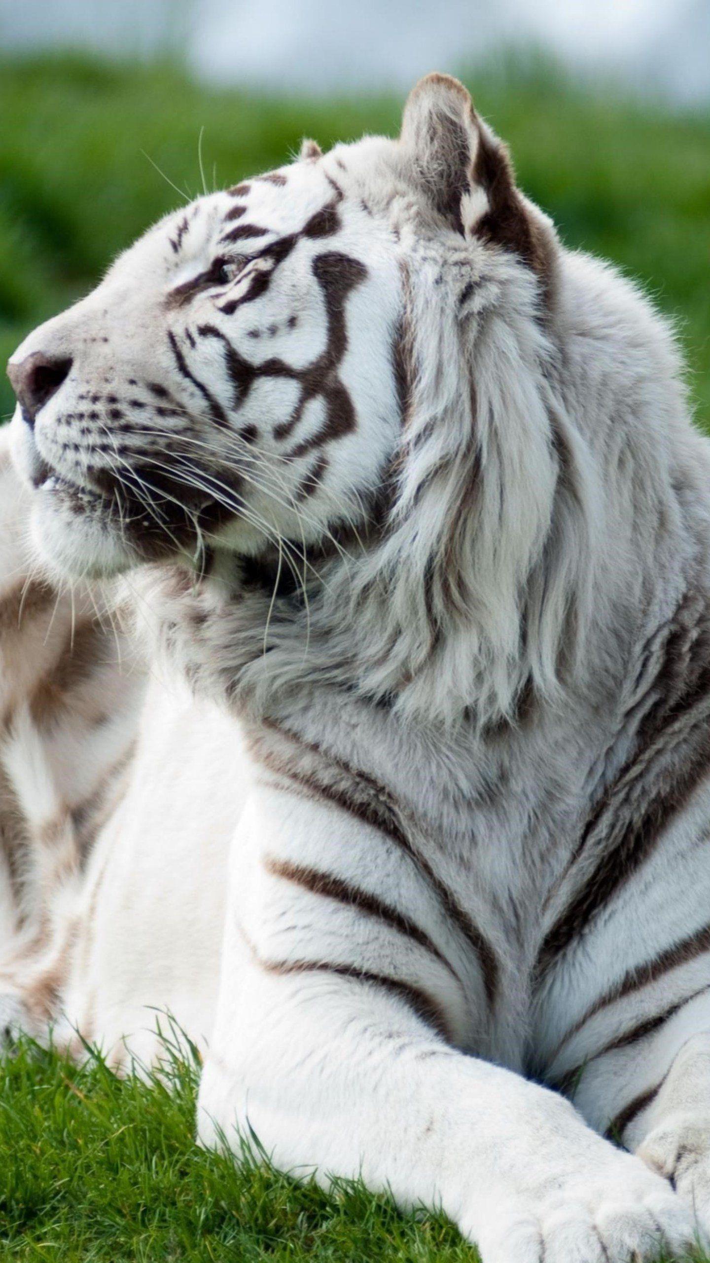 1440x2560 Tiger Albino HD Animals Wallpaper Photo and Picture