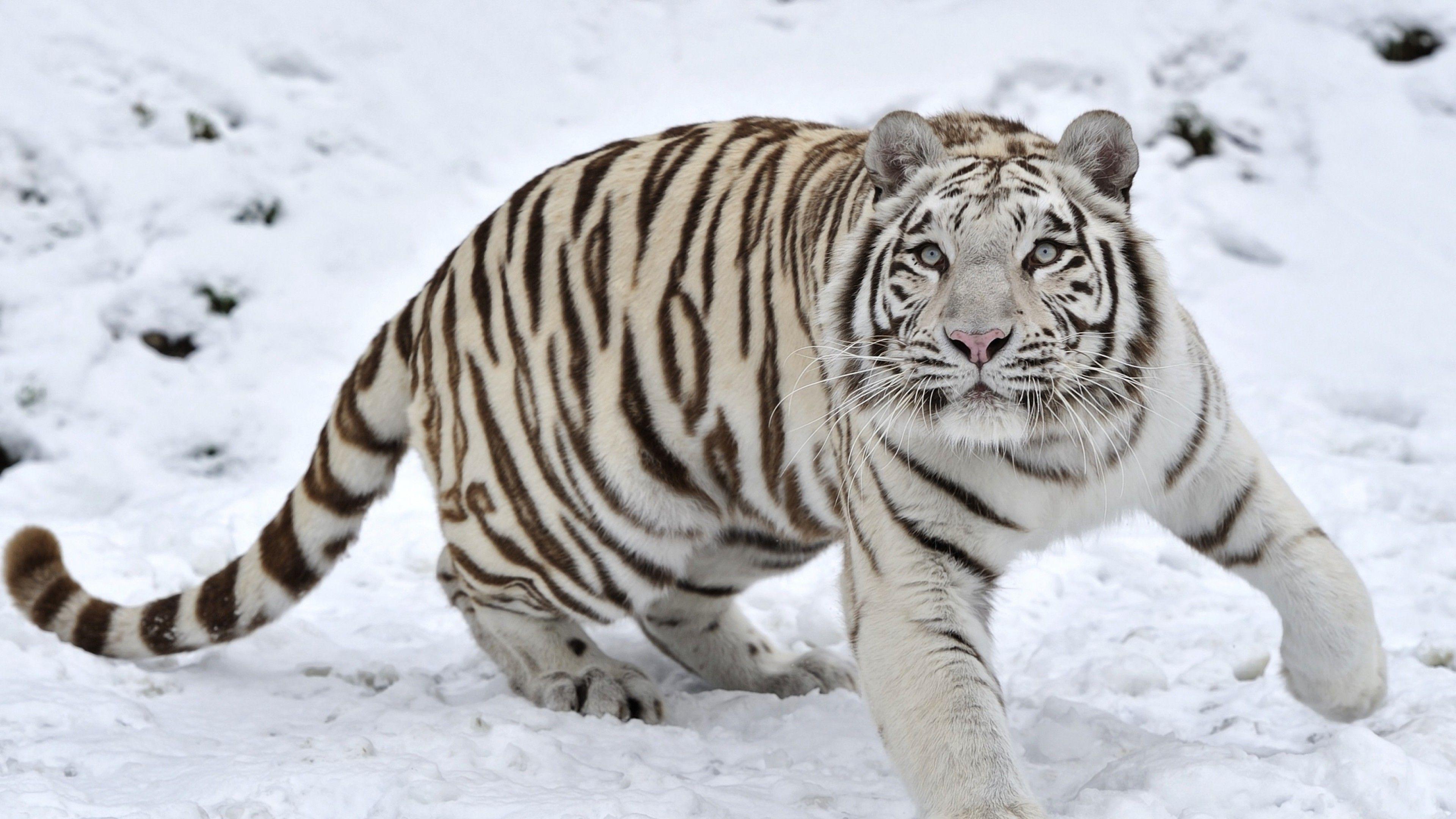 3840x2160 Tiger Albino 1 Wallpaper, HD Animals Wallpaper, 4k Wallpaper, Image, Background, Photos and Picture
