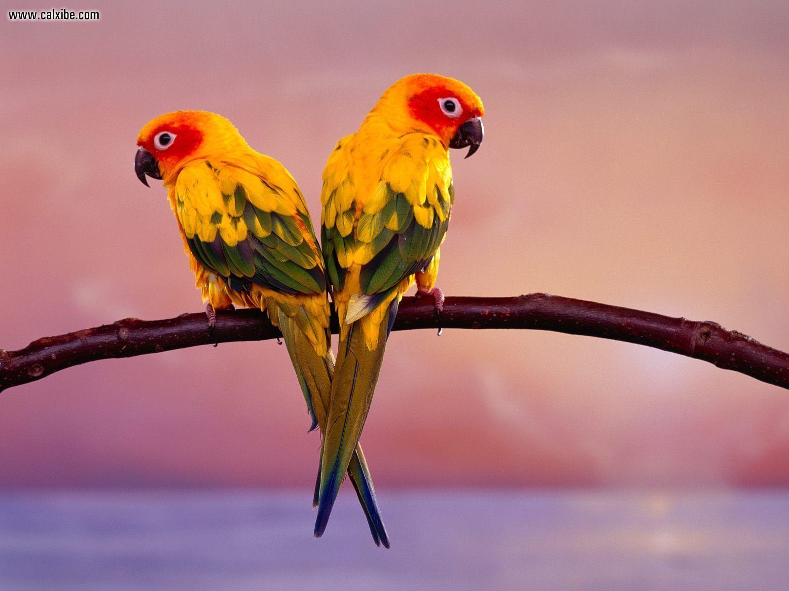 Sun Conure Wallpapers Top Free Sun Conure Backgrounds Wallpaperaccess