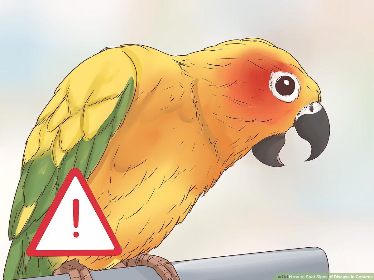 1200x900 Ways to Spot Signs of Disease in Conures