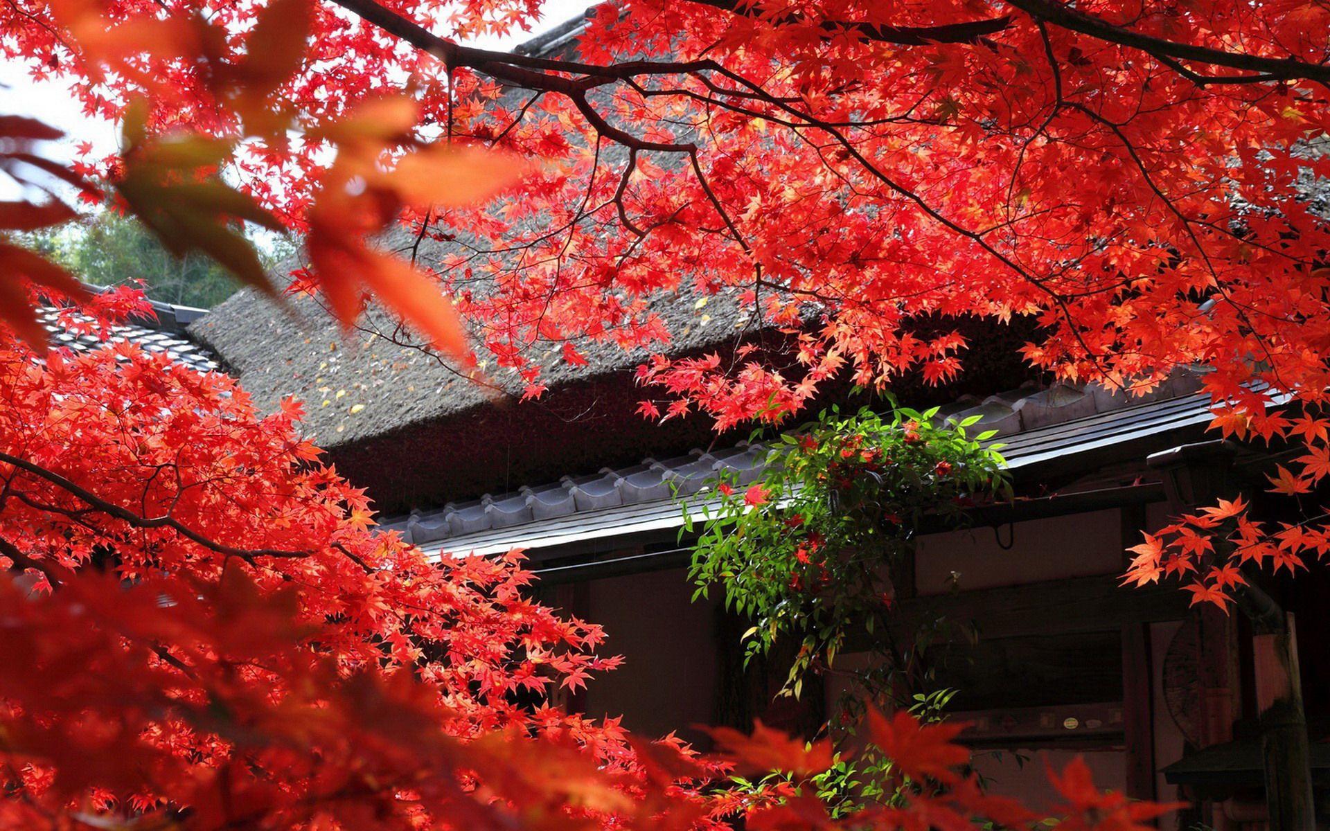 Wallpaper ID 1186756  artwork taisho trees showa maple leaf print  4K pagoda Japan red background Asia meiji nihonga free download