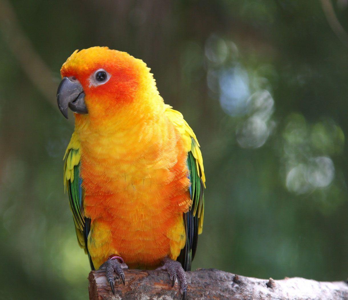1220x1050 Sun Conure Parrot (Aratinga solstitialis). Parrot wallpaper, Conure parrots, Parrot