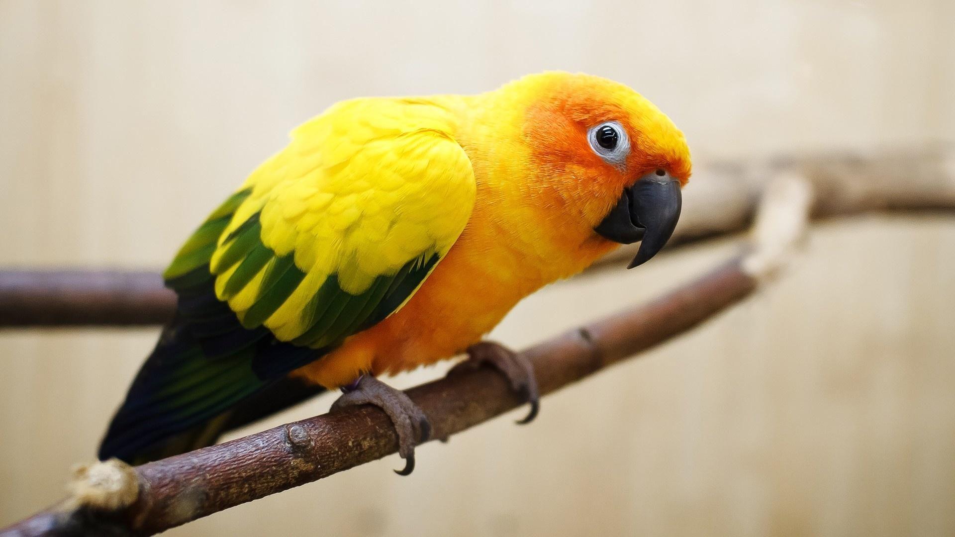 1920x1080 Sun Conure Parrot On A Branch. Parrot image, Parrot wallpaper, Colorful parrots