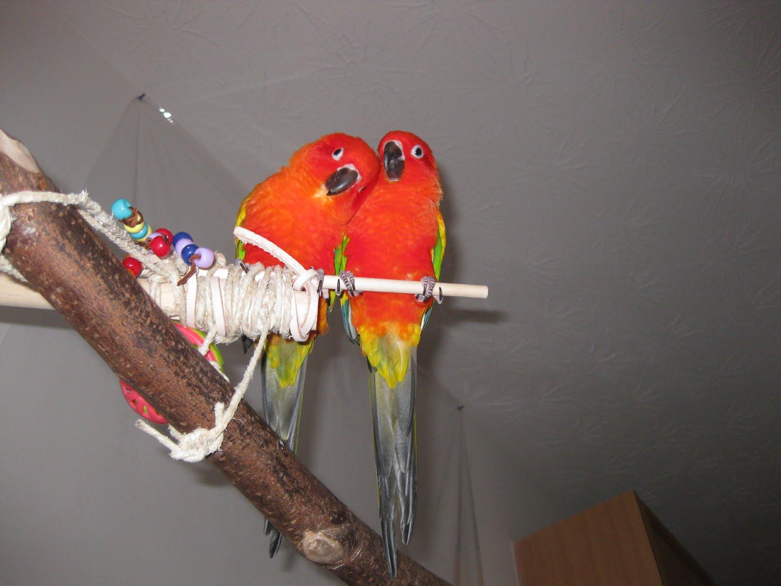 1600x1200 Sun conure mutations?? Forum Owner's Community