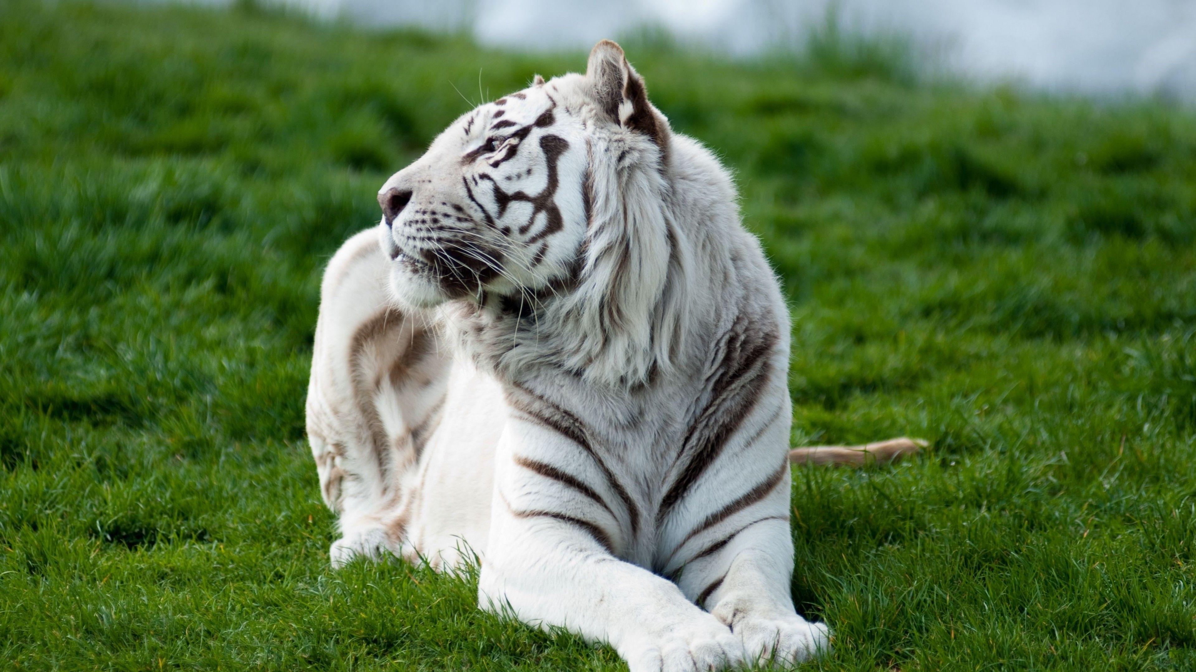3840x2160 Tiger Albino 2 Wallpaper, HD Animals Wallpaper, 4k Wallpaper, Image, Background, Photos and Picture