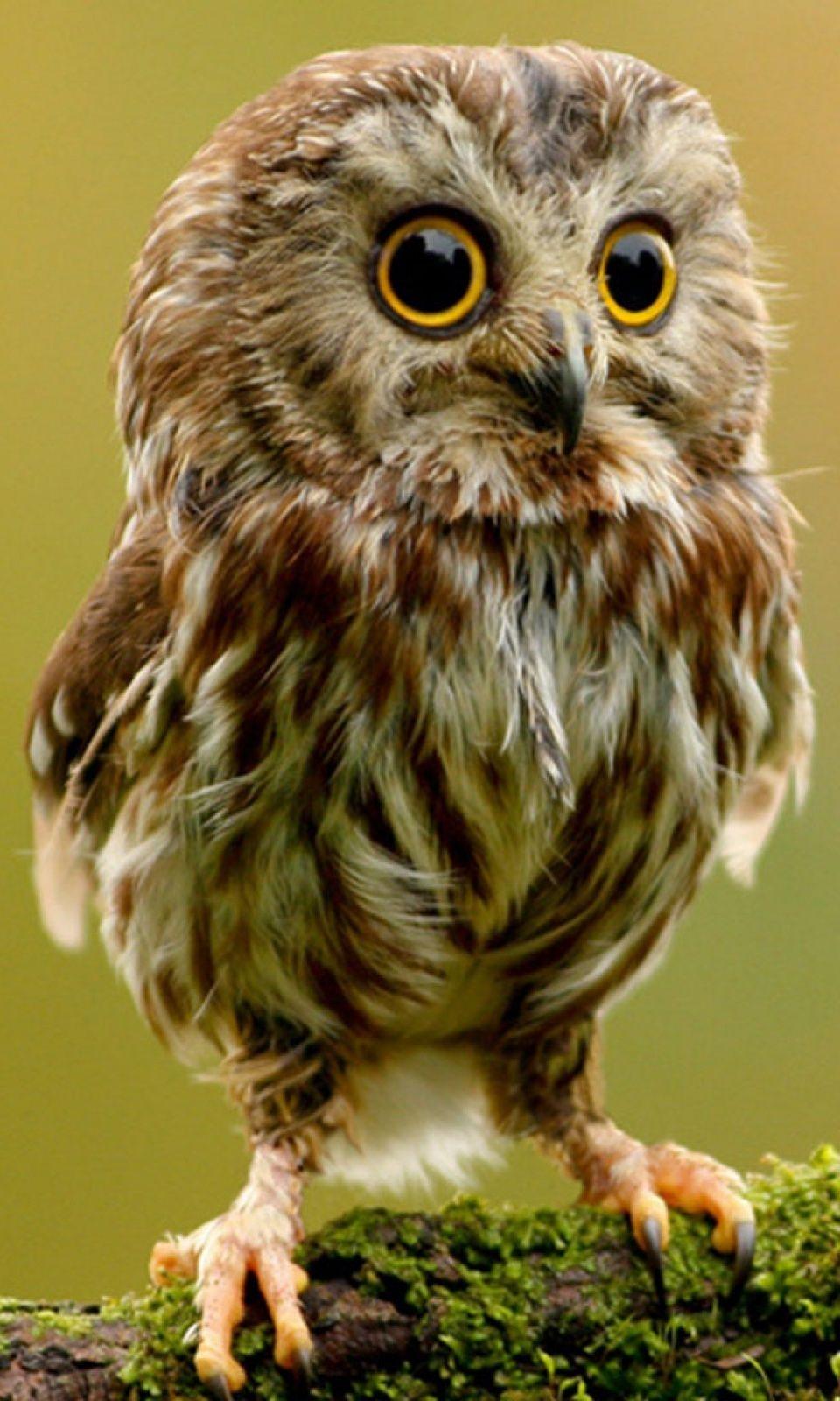 960x1600 Cute Owl Wallpaper For Android