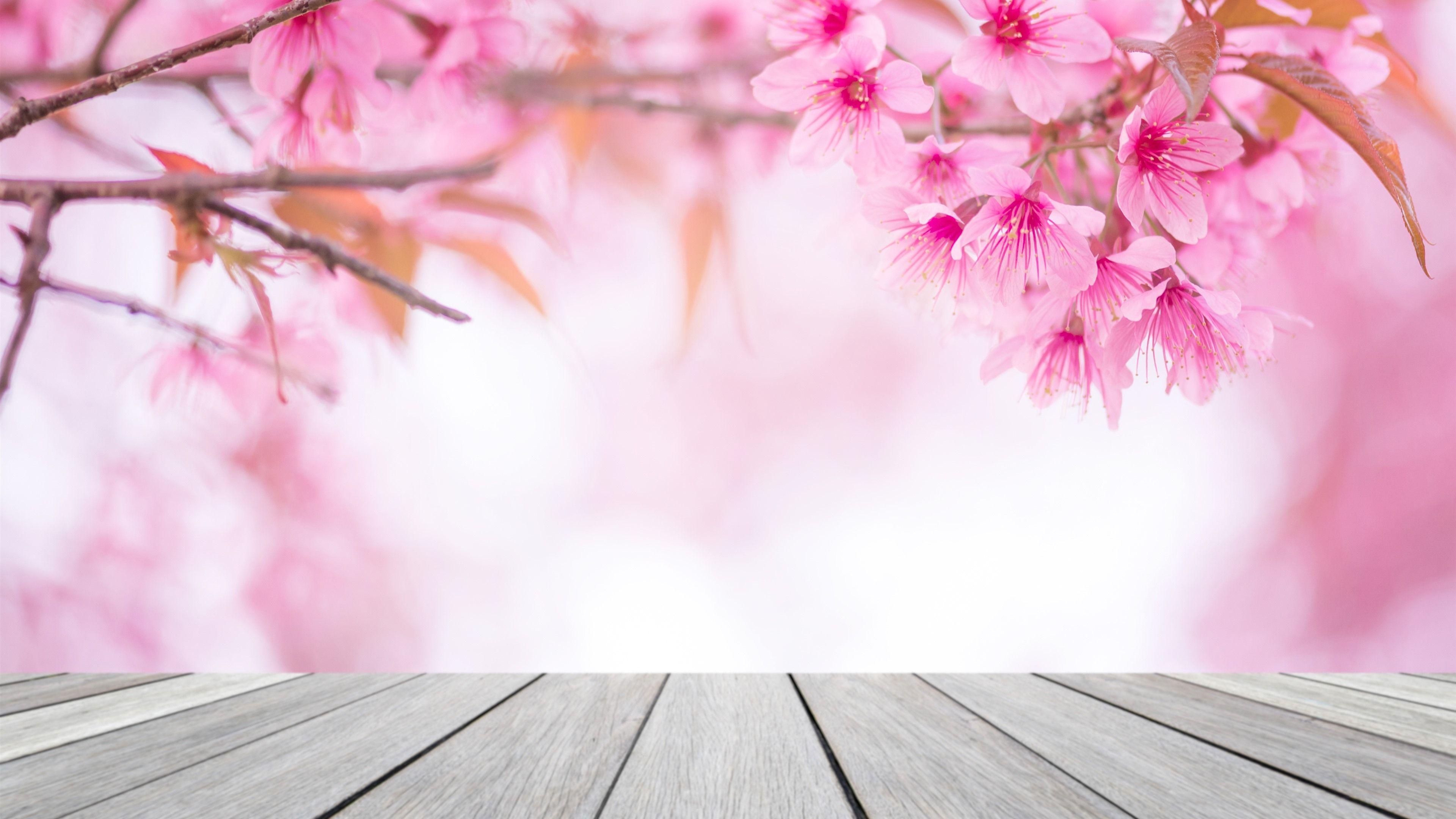 Pink Sakura Wallpapers - Top Free Pink Sakura Backgrounds - WallpaperAccess