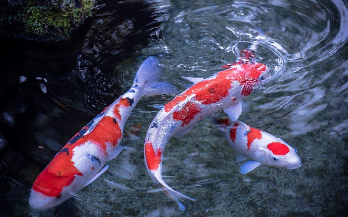 1150x719 Pond Liner Fish Swimming. Rancho. Pond liner, Koi
