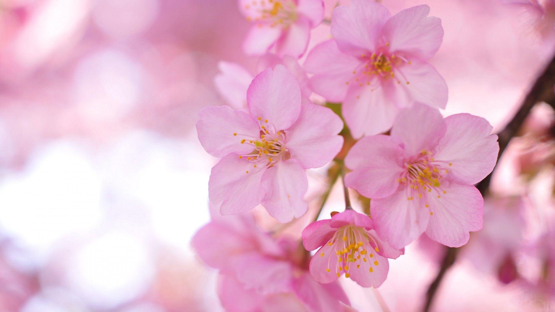 1920x1080 Làm mờ Sakura Pink Flowers Hình nền 252430 - Pink Sakura - 1920x1080 - Tải xuống Hình nền HD