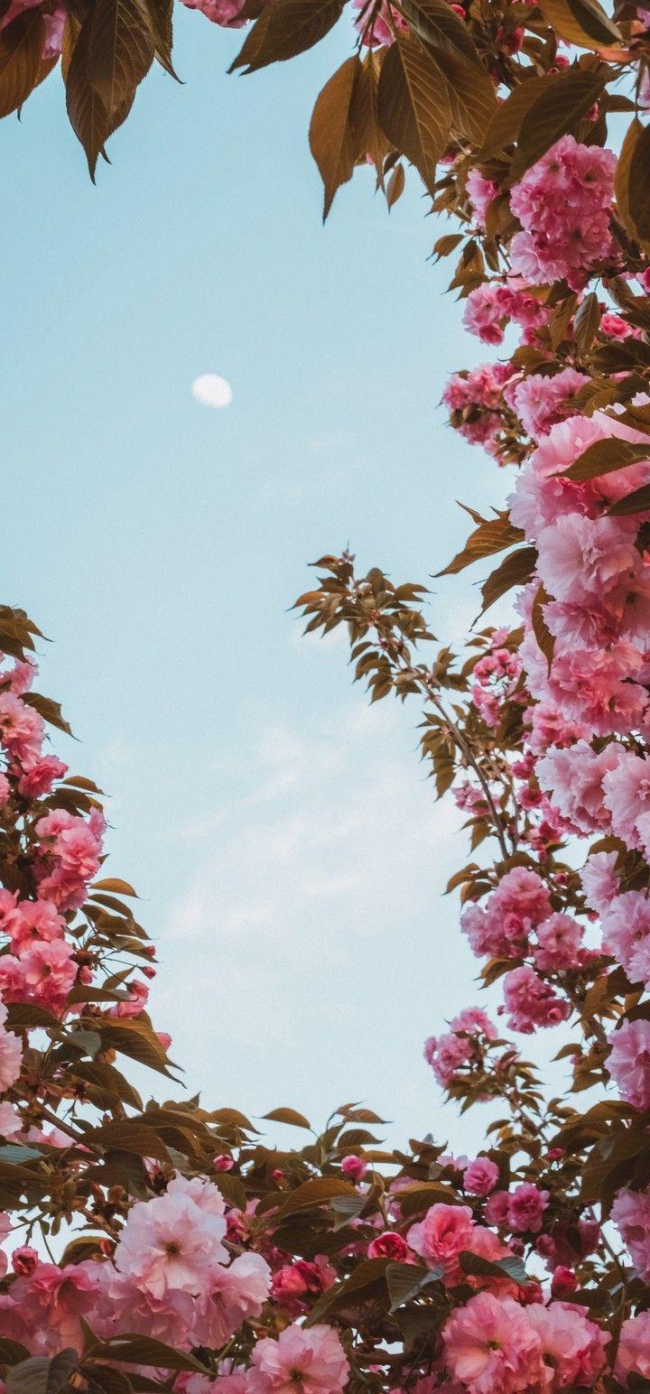 720x1544 Sakura Flowers Pink Hình nền - [720x1544]
