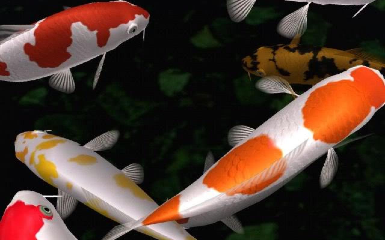 1280x800 Koi Pond Wallpaper