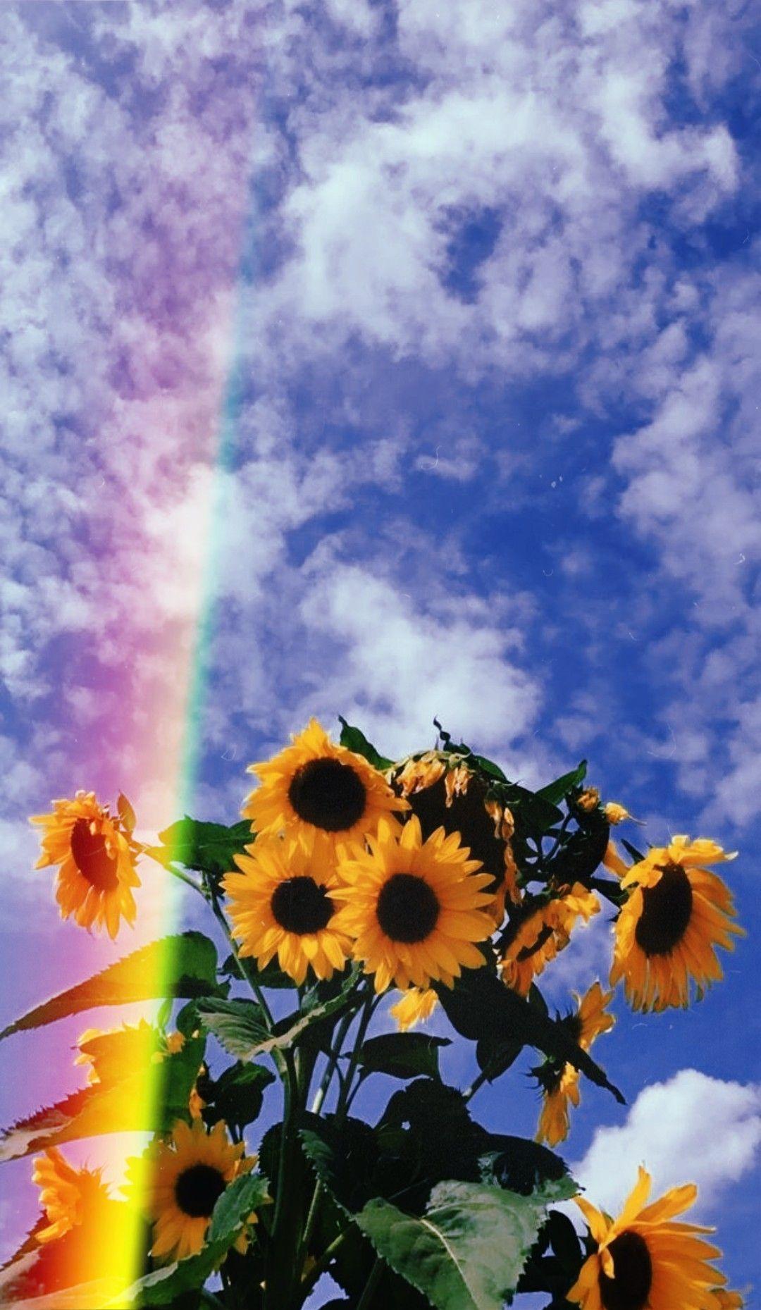 1080x1859 Free download aesthetic photography Grunge photography [1080x1859] for your Desktop, Mobile & Tablet. Explore Clouds Sunflower Aesthetic Wallpaper. Clouds Sunflower Aesthetic Wallpaper, Sunflower Wallpaper, Sunflower