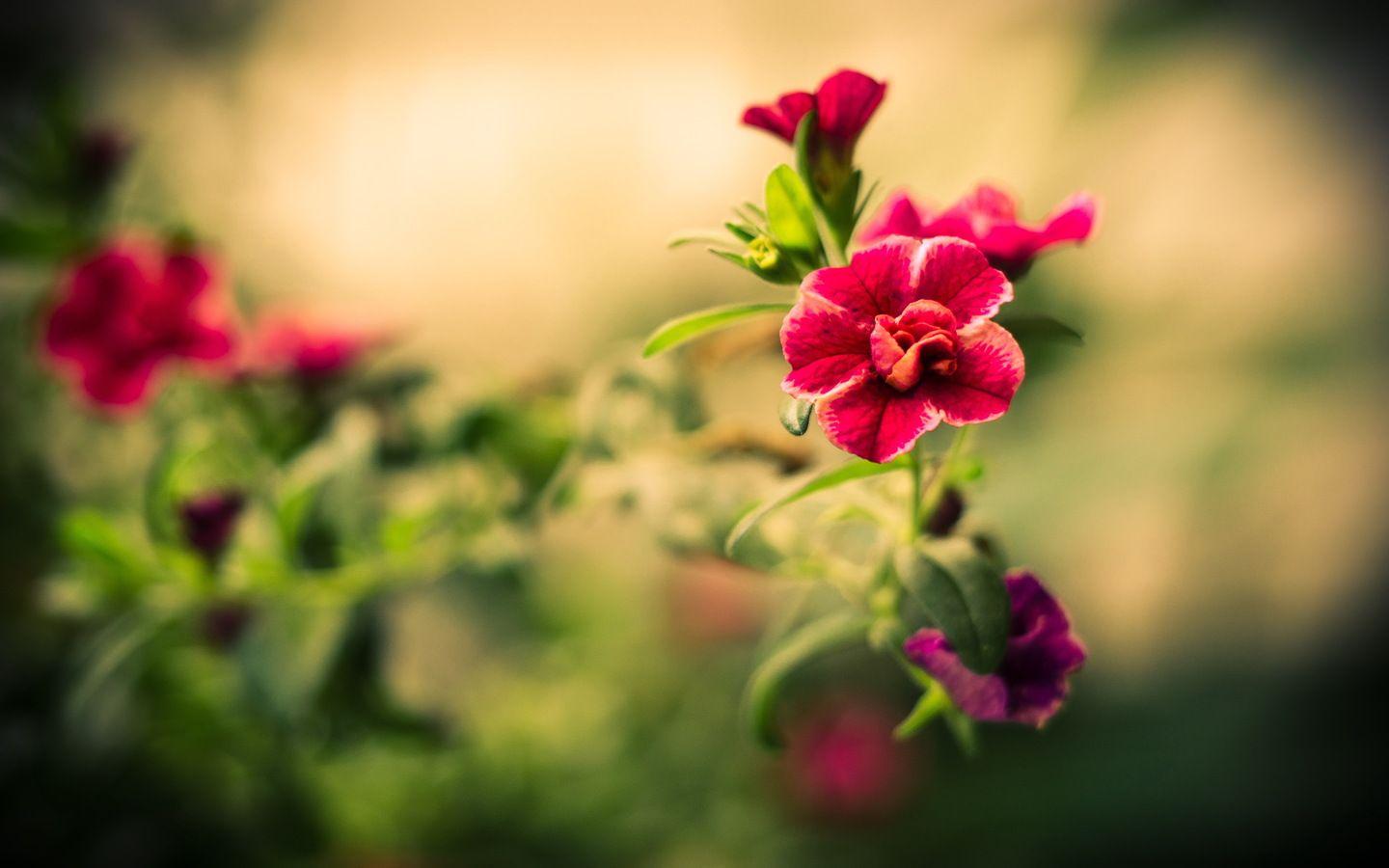 Awesome Flower Wallpapers - Top Free Awesome Flower Backgrounds -  WallpaperAccess