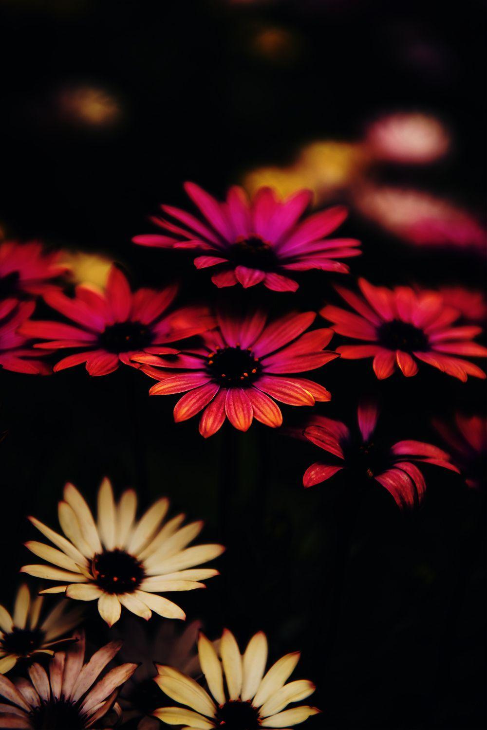 1000x1500 beautiful flowers HD wallpaper. Beautiful flowers HD wallpaper, Beautiful flowers wallpaper, Beautiful flowers image hd