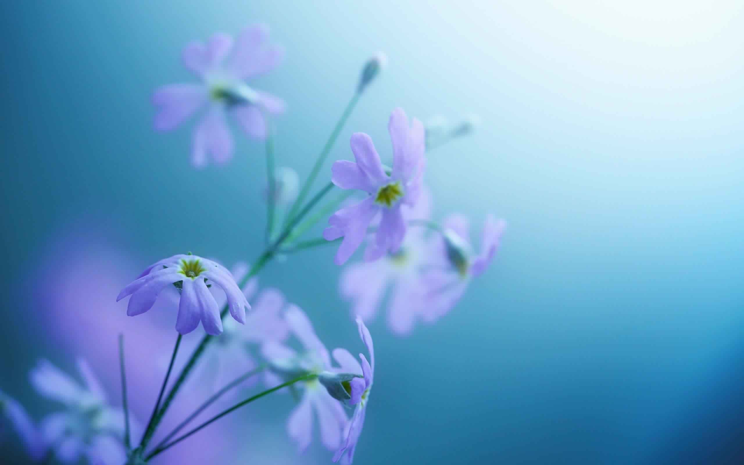 2560x1600 Flower Wallpaper, Awesome Flower Wallpaper, Beautiful Flowers Wallpaper For Desktop Wallpaper & Background Download