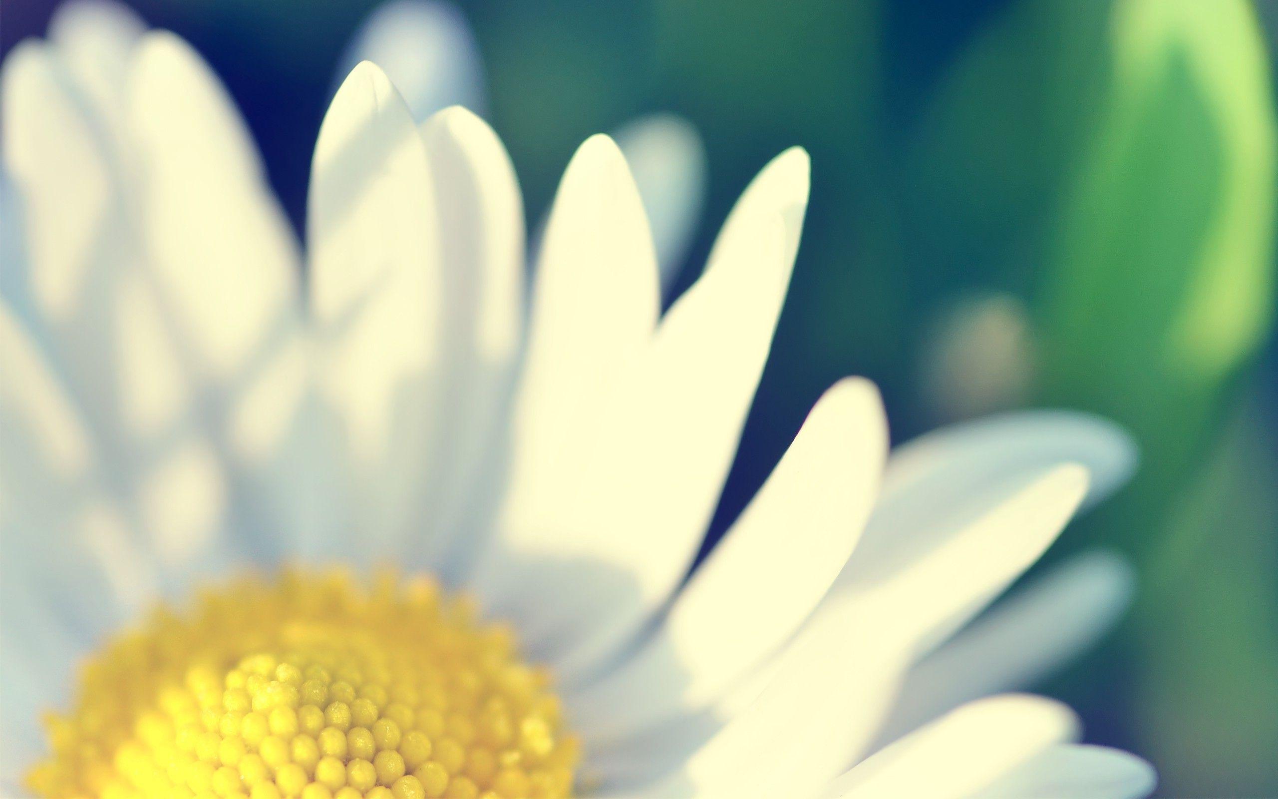 2560x1600 Green And White Flowers Desktop Background HD Wallpaper