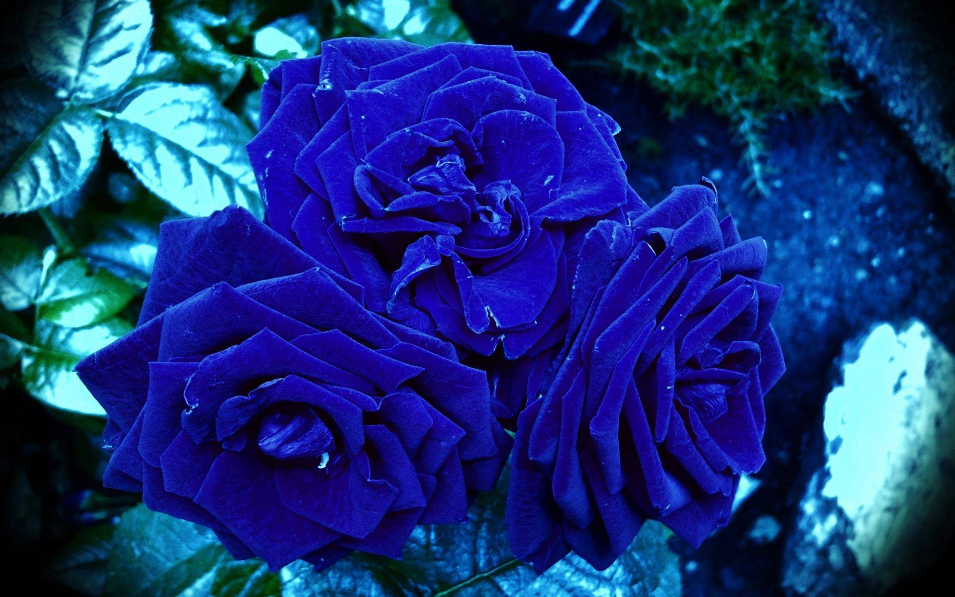 1920x1200 awesome blue roses