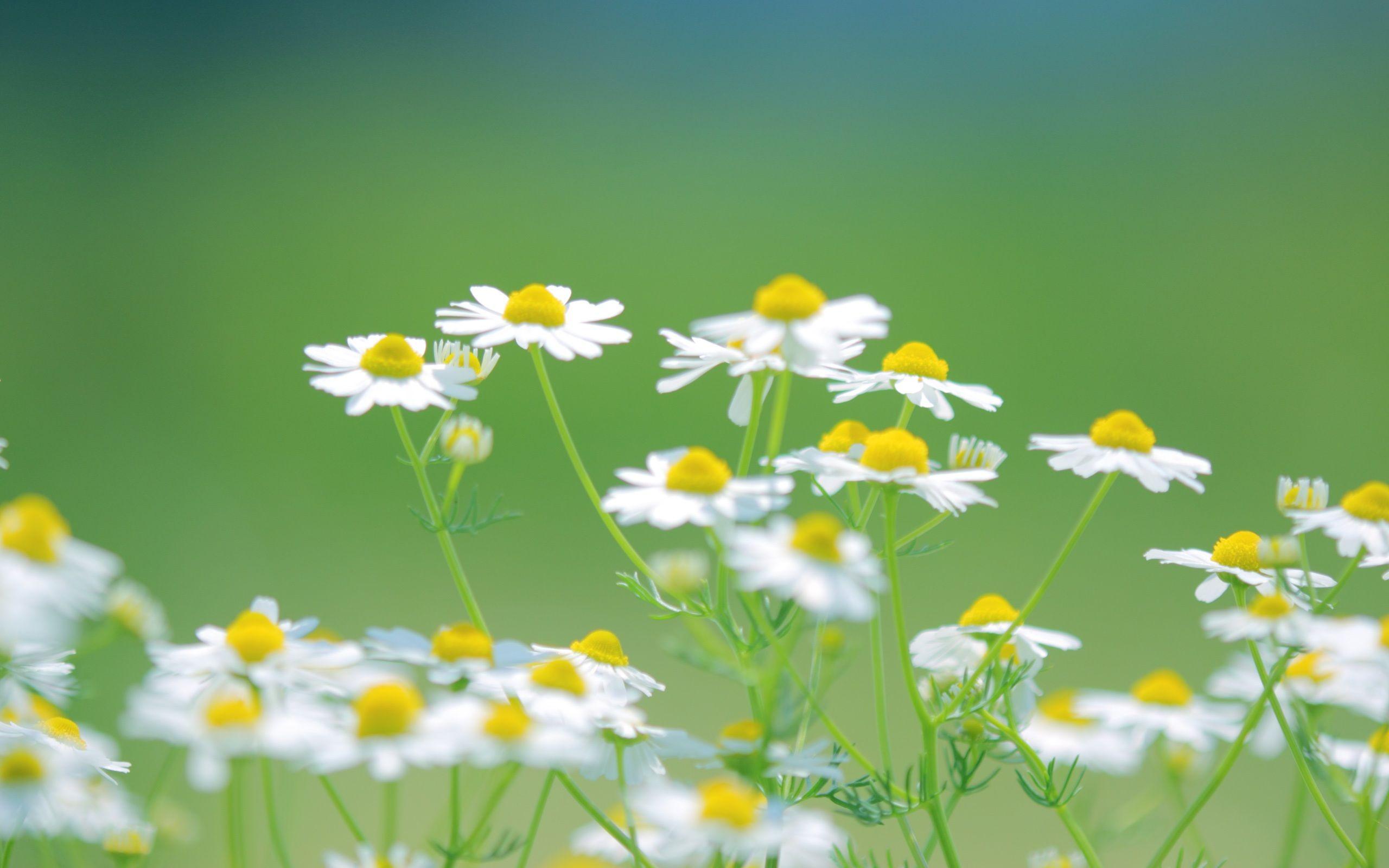 2560x1600 Wallpaper Daisies white flowers, nature summer, green background 2560x1600 HD Picture, Image