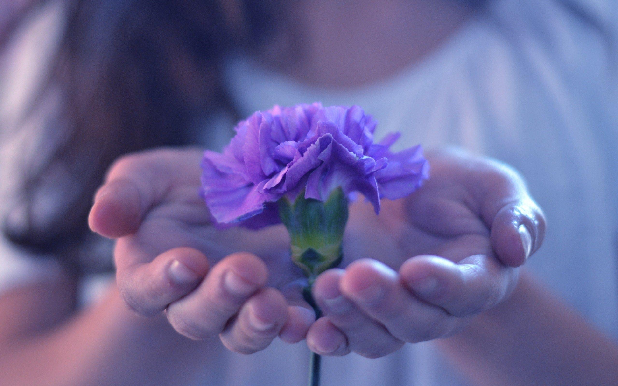 2560x1600 Awesome Flower Hands Mood Wallpaper 43962 2560x1600px