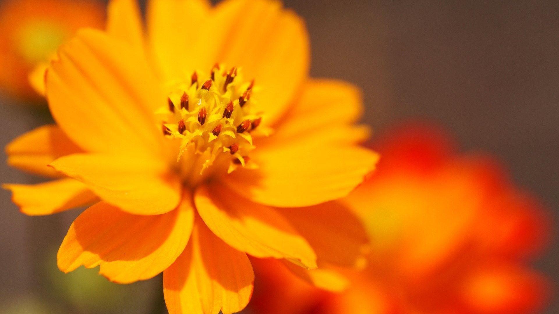 1920x1080 Cool Flower Background