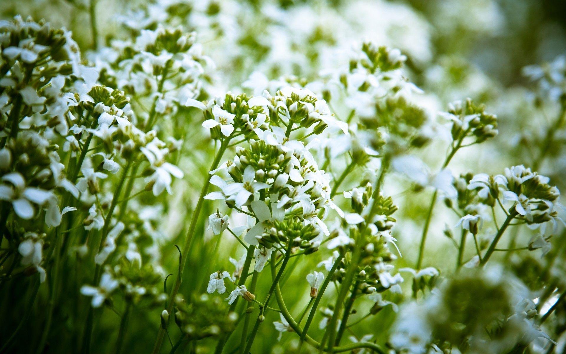 1920x1200 Wallpaper Little white flowers, green, blurred background 1920x1200 HD Picture, Image