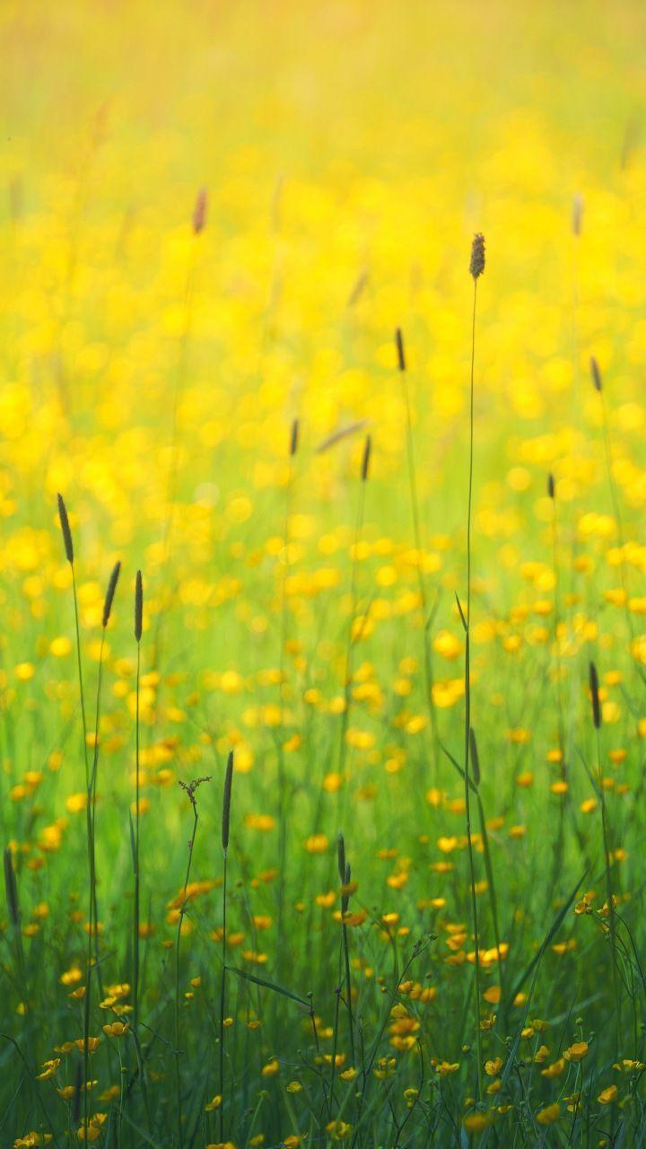 720x1280 Flowers field, yellow flowers, plants, meadow, 720x1280 wallpaper. Grass wallpaper, Yellow flowers, Yellow plants