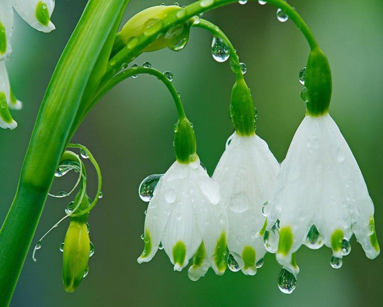 1280x1024 10) April showers bring May flowers. No rain no flowers, Beautiful flowers, Love flowers