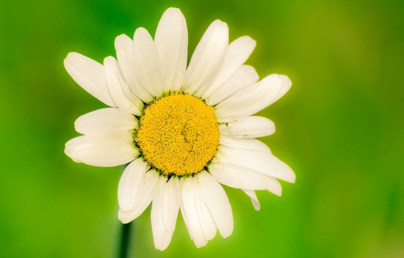 1332x850 Wallpaper white, flower, flowers, green, background, widescreen, Wallpaper, blur, Daisy, wallpaper, flowers, flower, widescreen, background, full screen, HD wallpaper image for desktop, section цветы