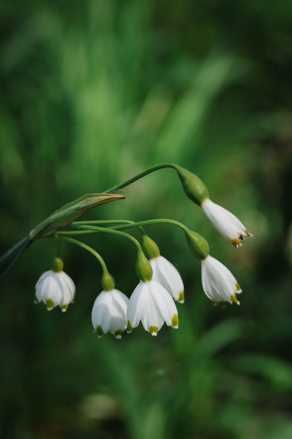 1000x1500 Green Flower Picture. Download Free Image