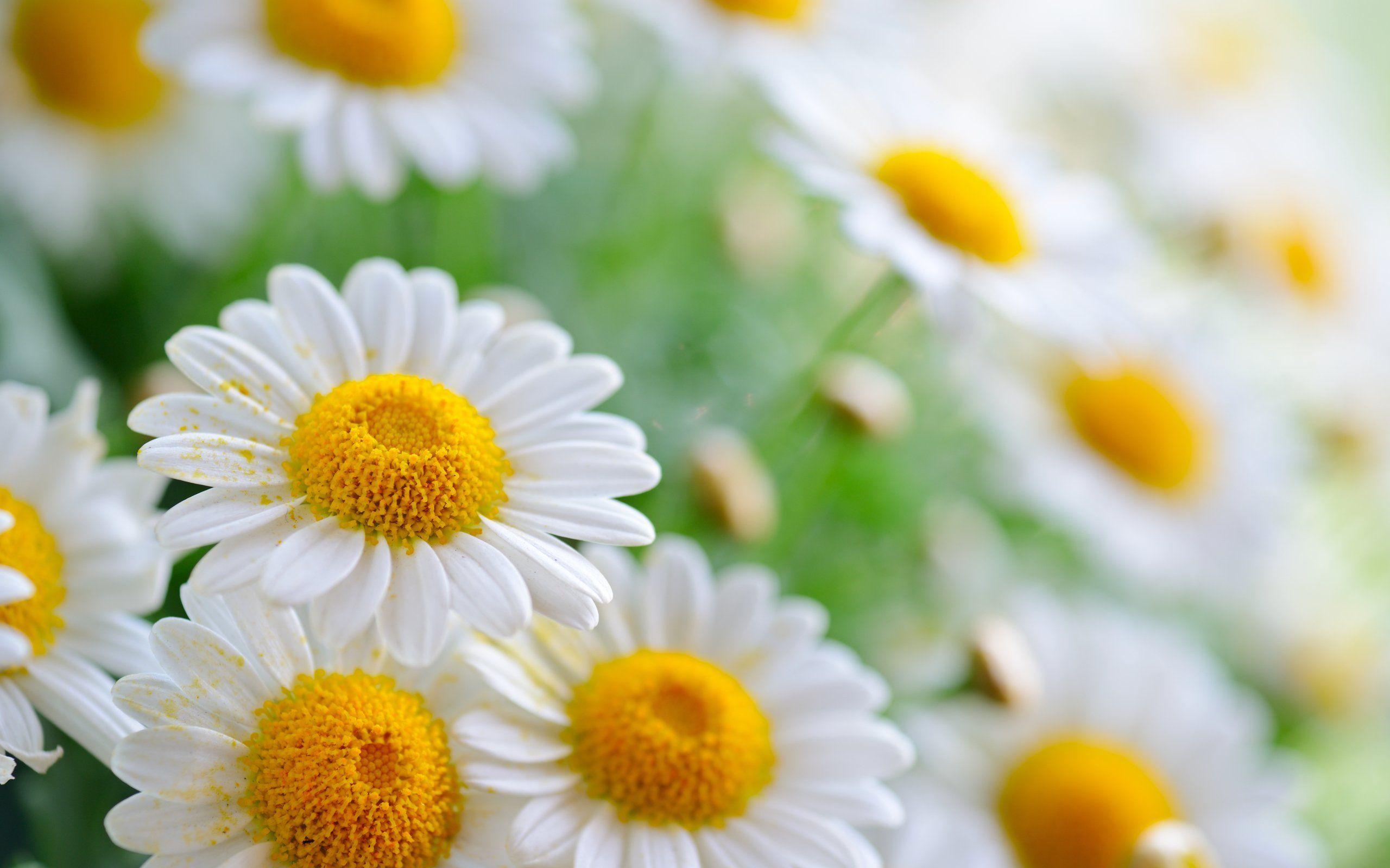 2560x1600 BEAUTIFUL FLOWER WALLPAPERS FREE TO DOWNLOAD.. Style. Flower wallpaper, Daisy flower, Beautiful flowers wallpaper