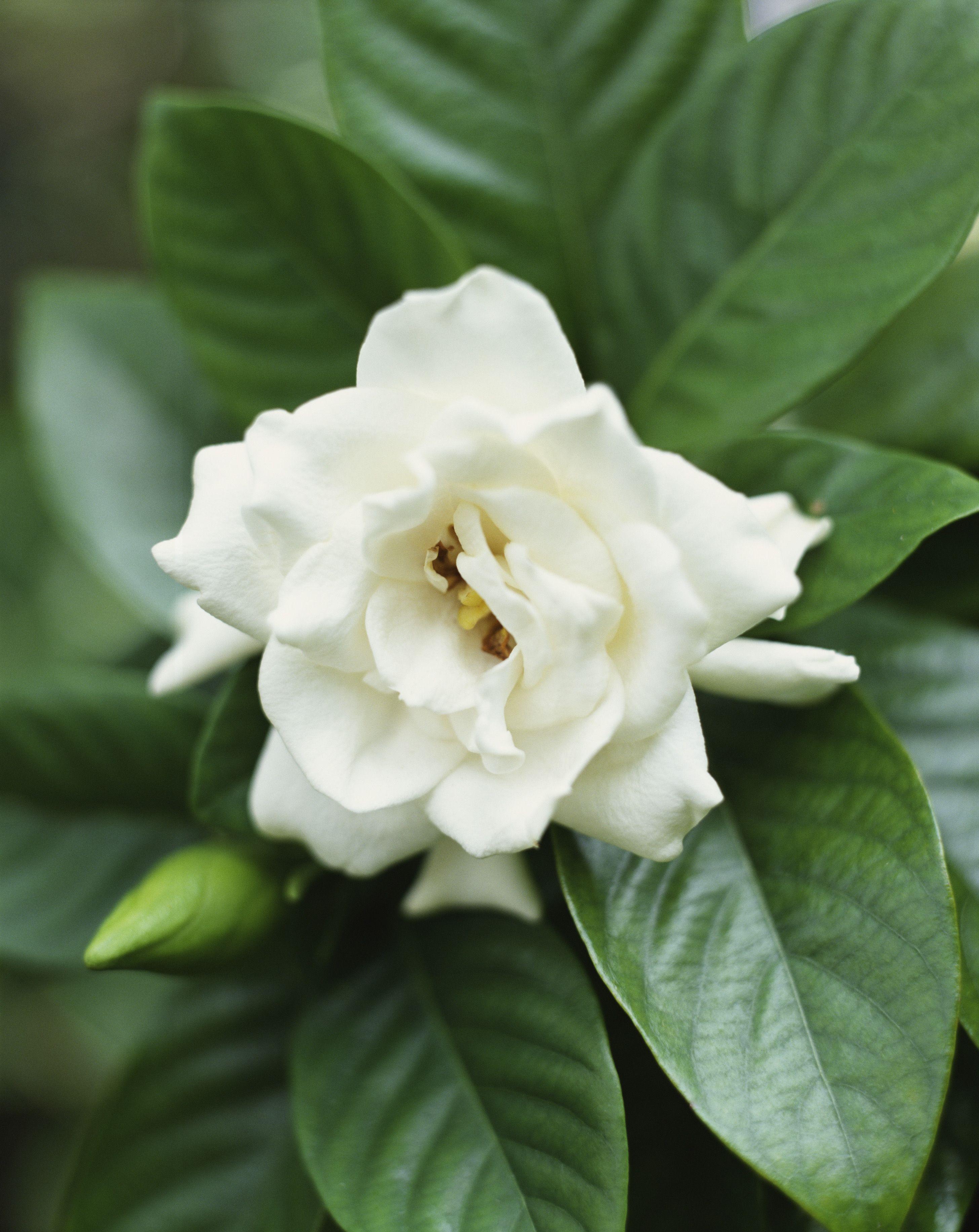2912x3666 Pretty Flower Image Types of Flowers for Your Garden