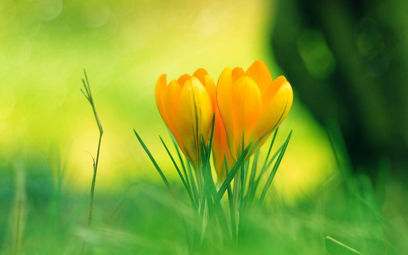 1680x1050 Free download wallpaper flowers baby yellow flower wallpaper image [1920x1080] for your Desktop, Mobile & Tablet. Explore Green and Yellow Wallpaper. Yellow and Black Wallpaper, Yellow Background Wallpaper, Blue