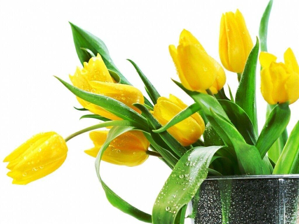 1024x768 Download free 25 most beautiful & best fresh Yellow Flower Wallpaper for desktop in 1920x 1920x. Yellow tulips, Yellow flower wallpaper, Red flower wallpaper
